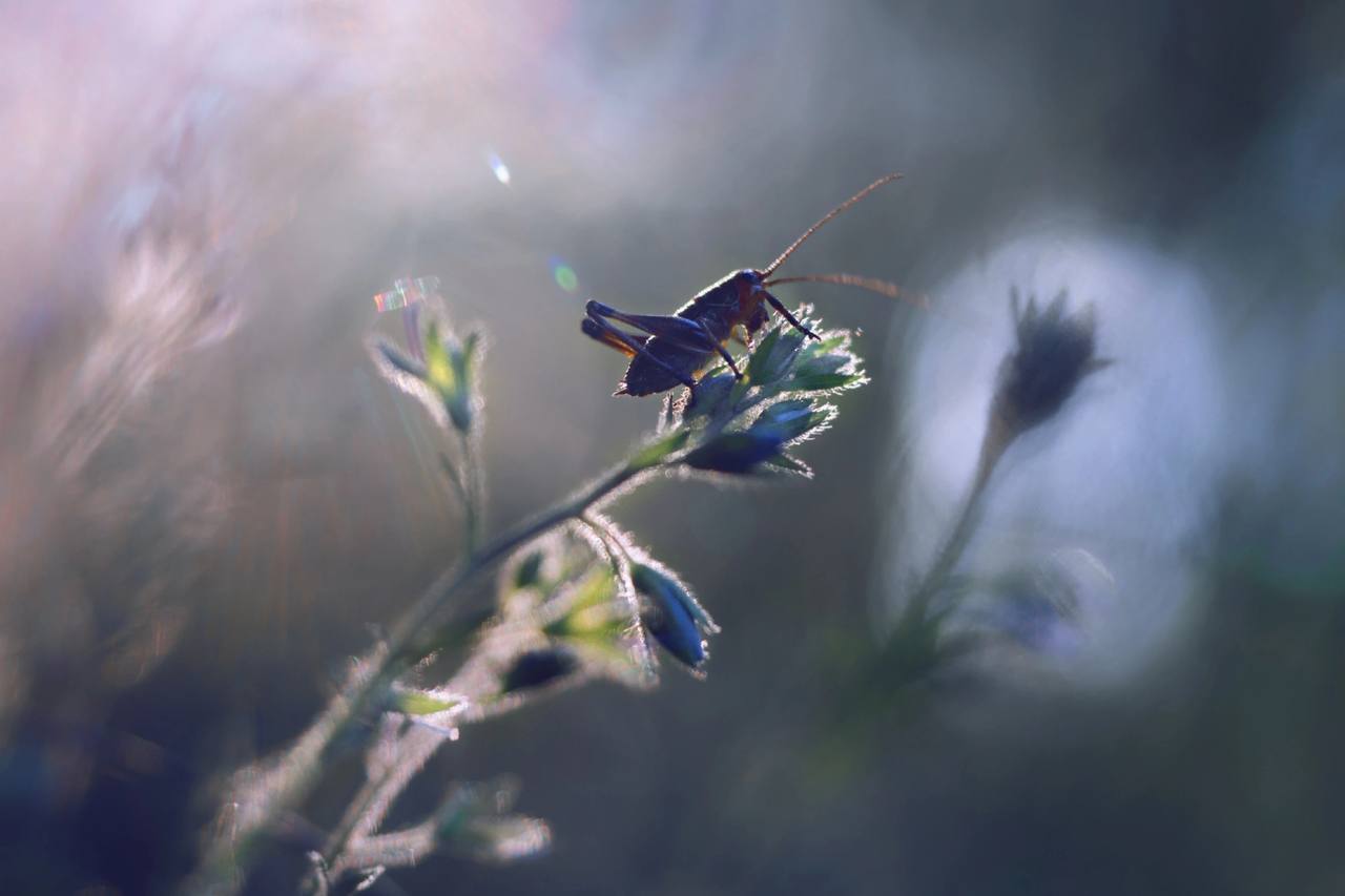 So the summer is over... - The photo, Village, Nature, The nature of Russia, Summer