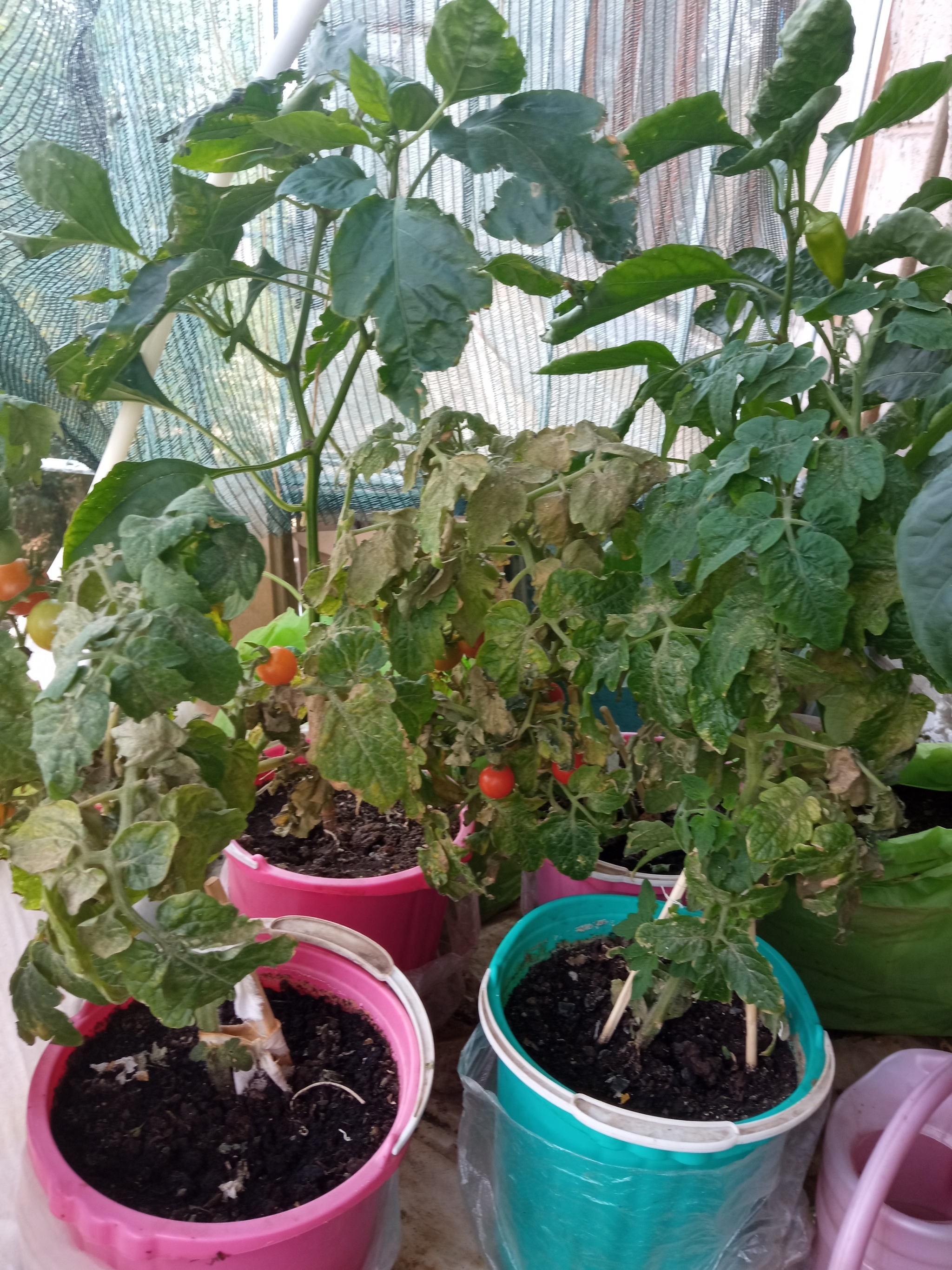 end of season - My, Vegetable garden on the windowsill, Seedling, Longpost