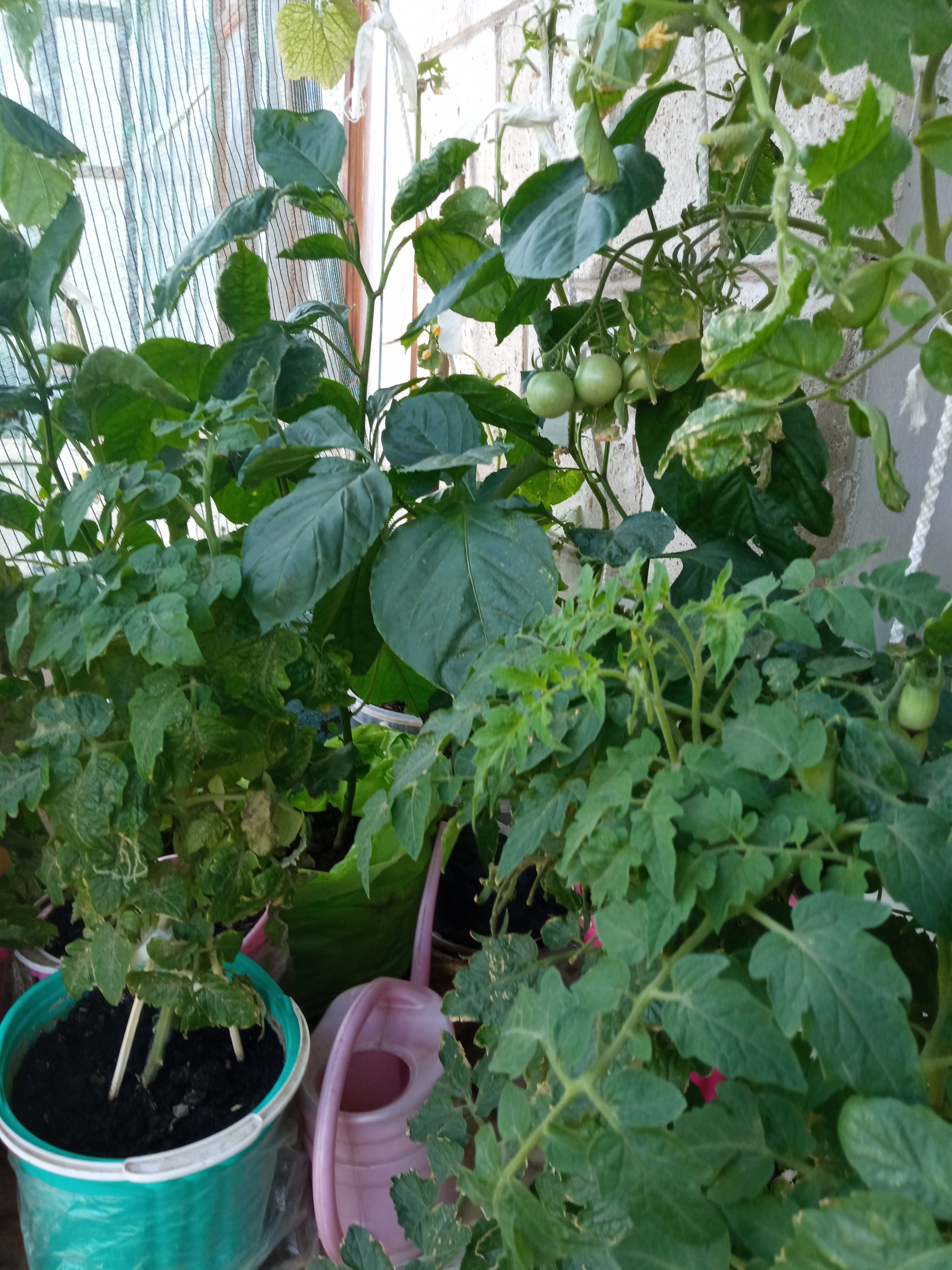 end of season - My, Vegetable garden on the windowsill, Seedling, Longpost