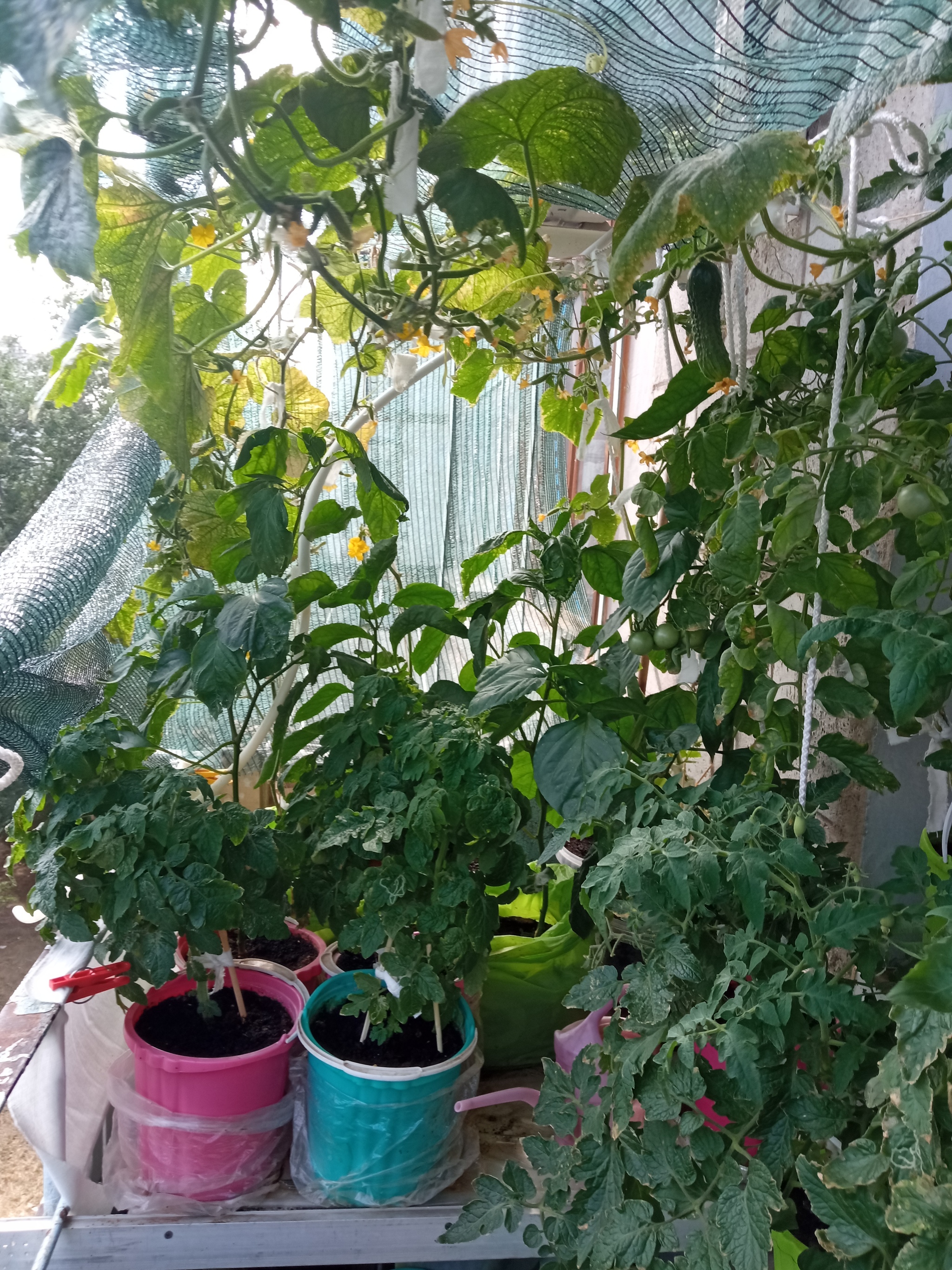 end of season - My, Vegetable garden on the windowsill, Seedling, Longpost