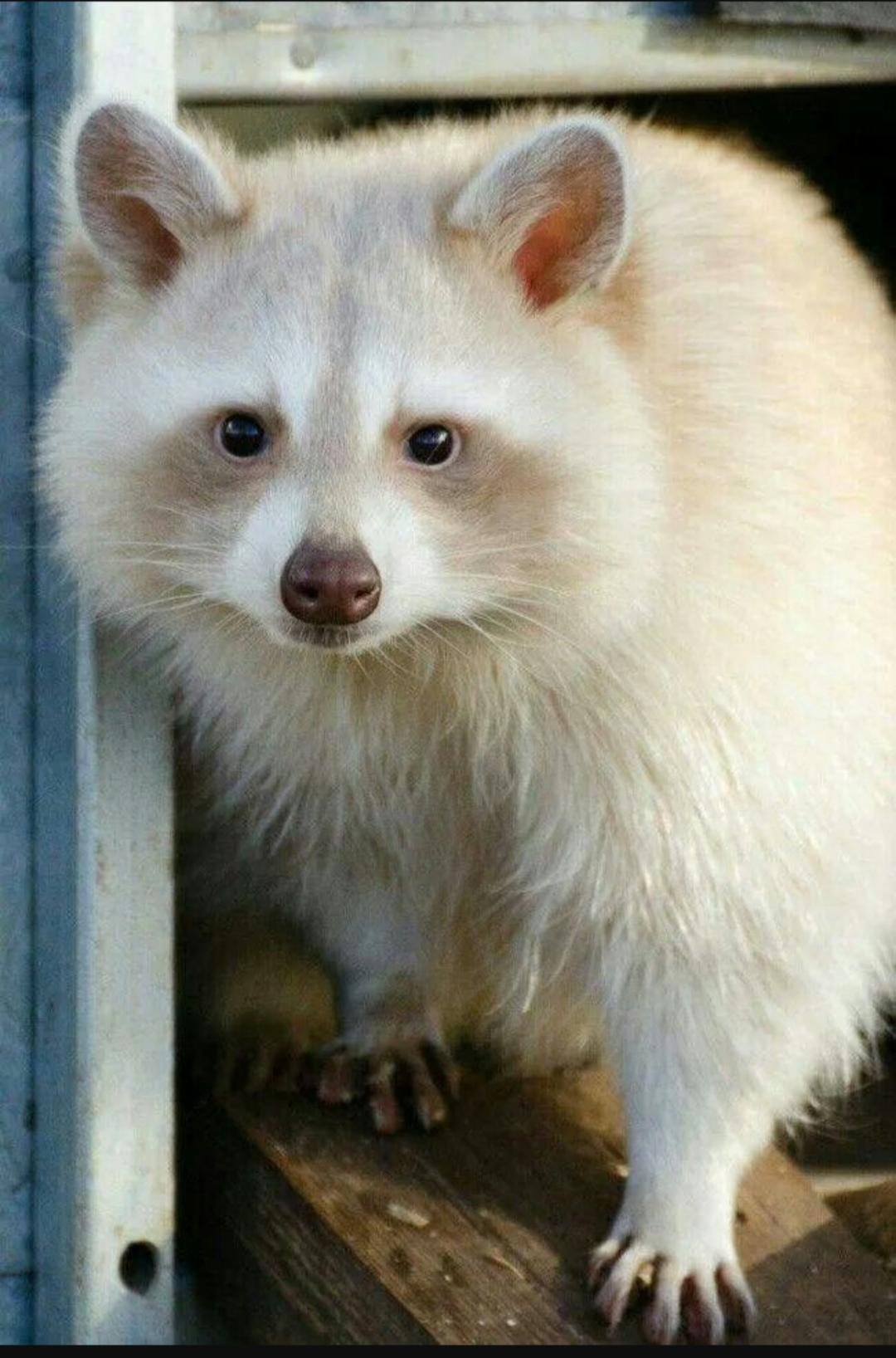 The raccoon that turned gray because he saw some... - Raccoon, Wild animals, Predatory animals, The photo, Gray hair, Repeat