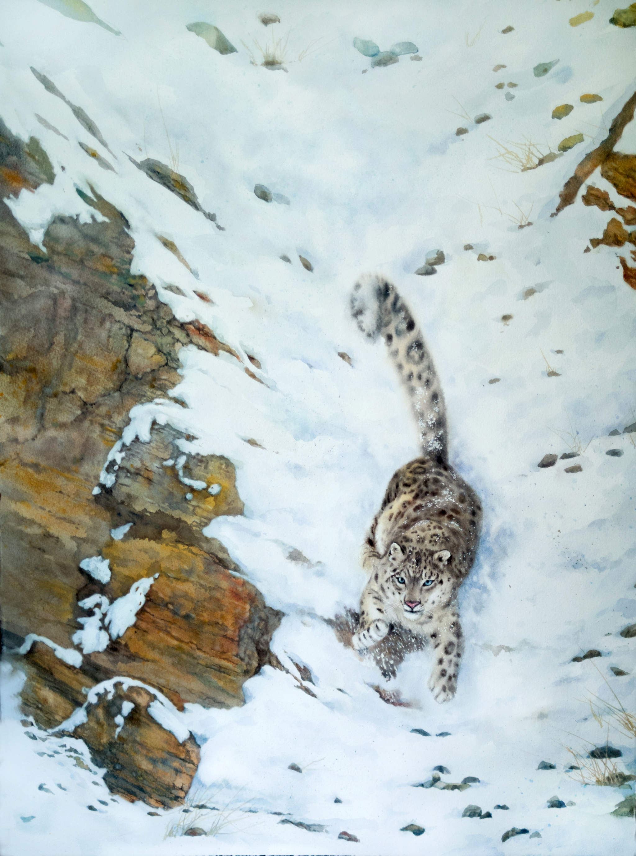 Snow leopard, watercolor - My, Watercolor, Painting, Painting, Snow Leopard, The mountains