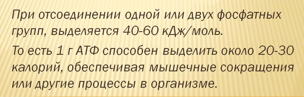 Количество энергии в среднем человеке - Моё, Атф, Биохимия, Факты, Длиннопост