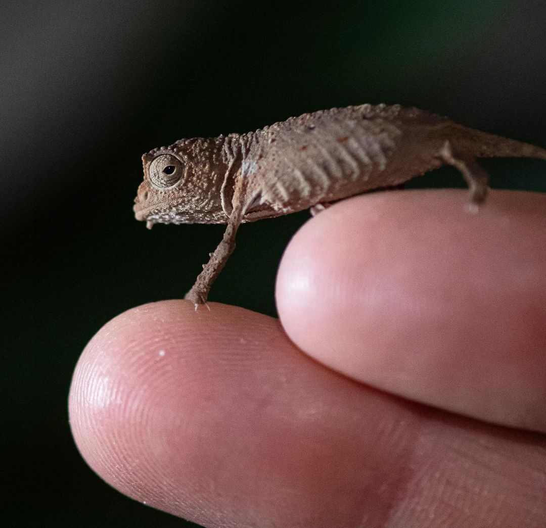 African pygmy chameleons - Chameleon, Reptiles, Animals, Wild animals, The photo, Longpost, Zoo