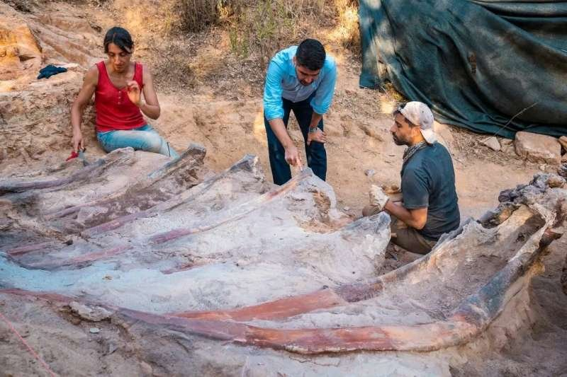 Skeleton of Europe's largest dinosaur found in Portugal - Dinosaurs, Brachiosaurs, Paleontology, Portugal, Fossils, Sauropods, Skeleton, Extinct species, Prehistoric animals, Bones, Scientists, Longpost