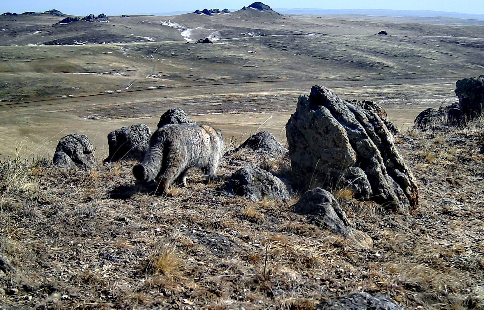 In the native element - Pallas' cat, Pet the cat, Small cats, Cat family, Predatory animals, Phototrap, The photo, Wild animals