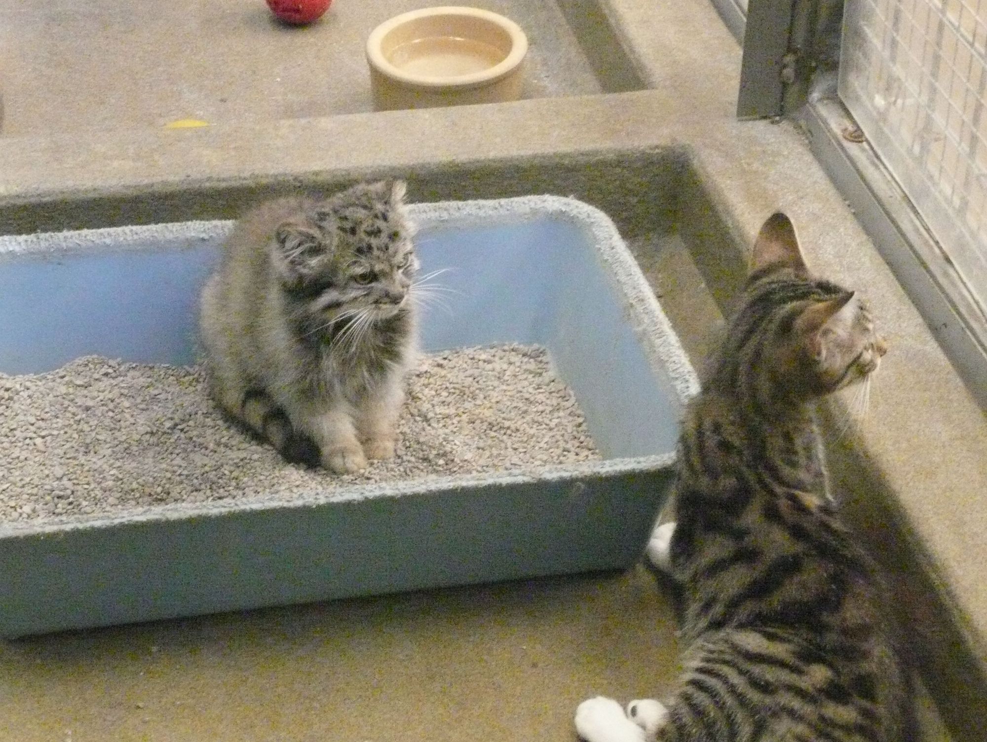 Foundling - Pet the cat, Pallas' cat, cat, Small cats, Cat family, Predatory animals, Animals, Wild animals, Pets, The photo, Fluffy, Longpost, Mammals