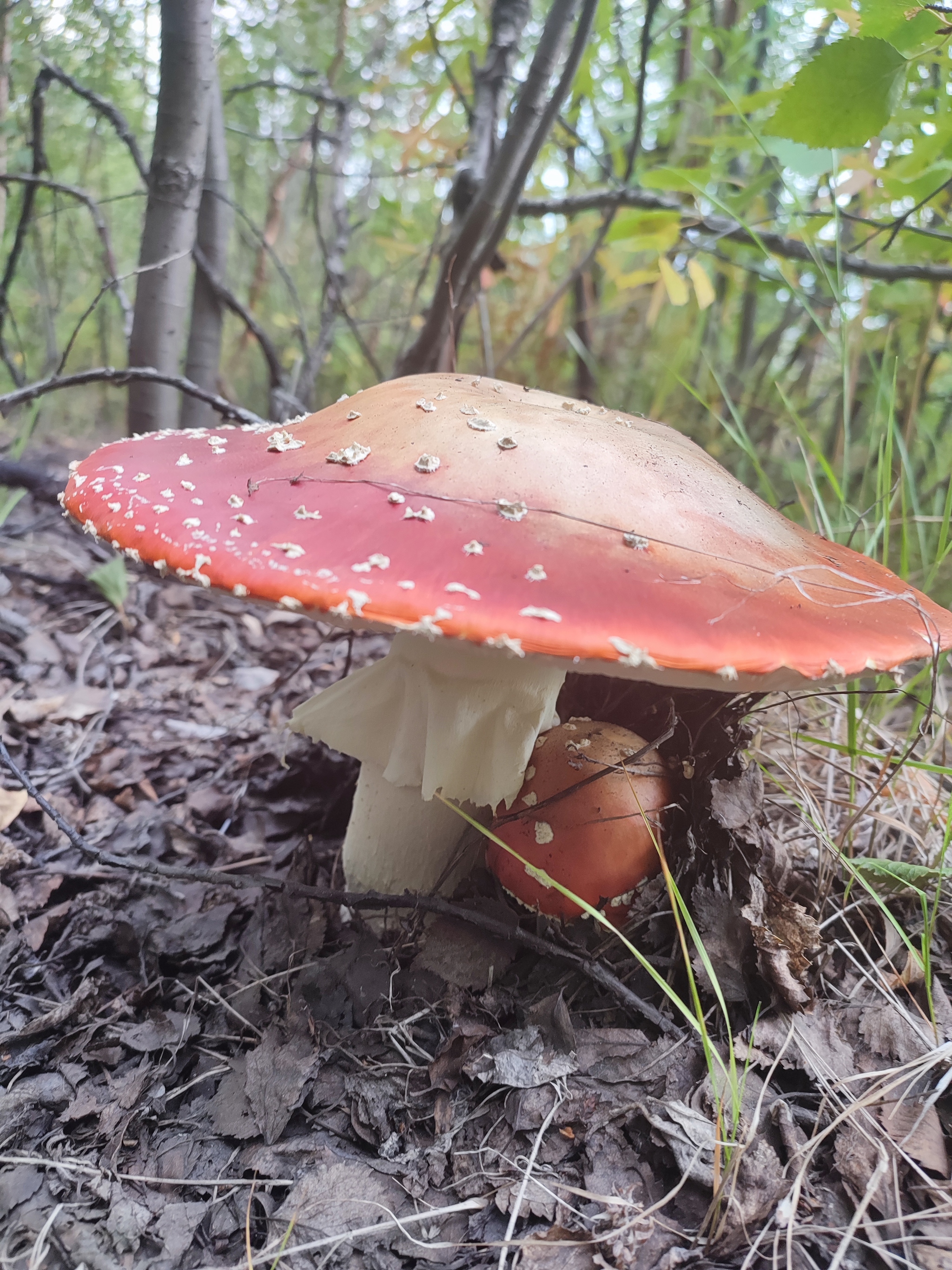 Fly agaric dad with his son - My, Mushrooms, Fly agaric