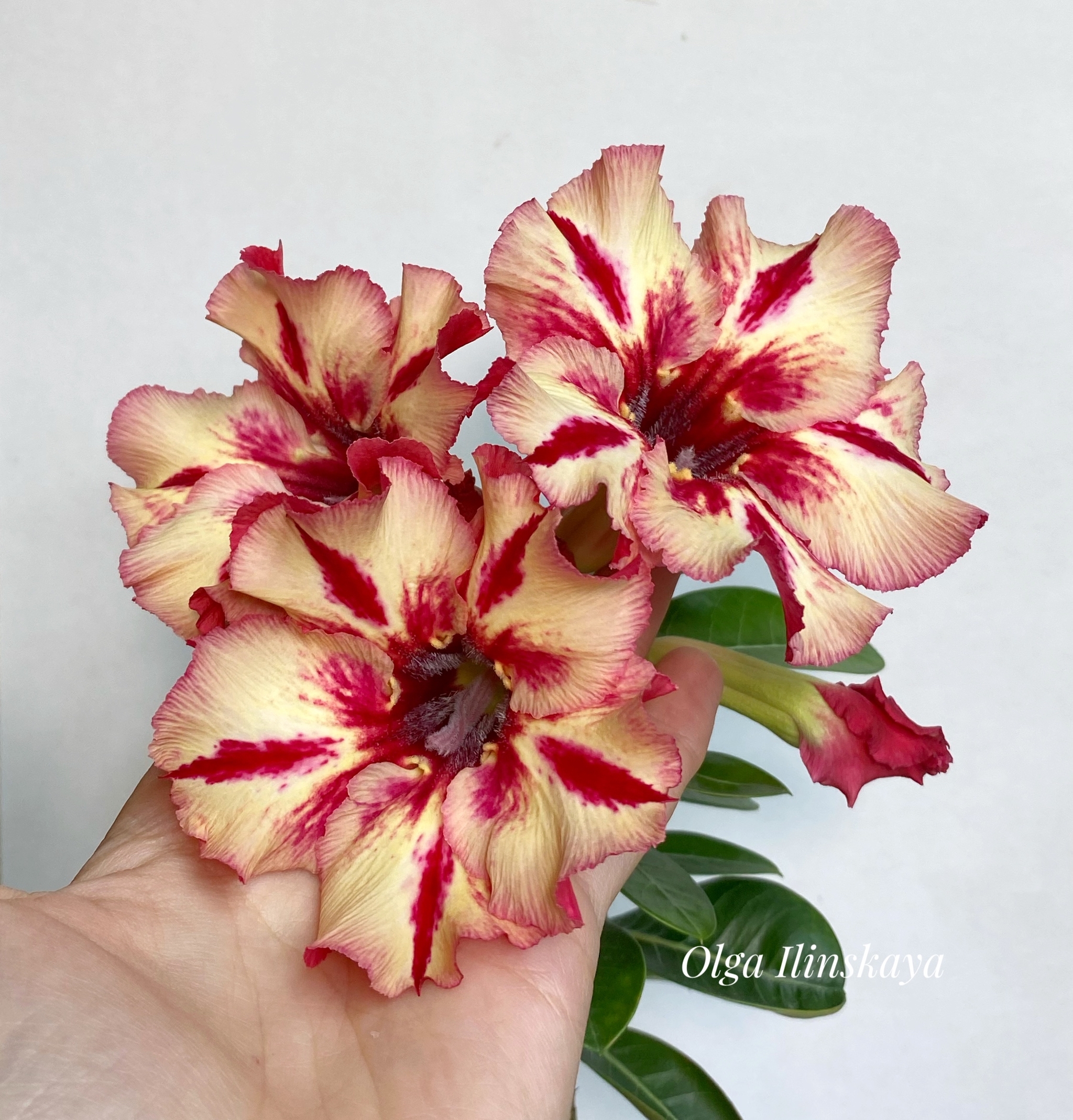 New adenium seedling - My, Adenium, Flowers, Houseplants, Plants, Longpost