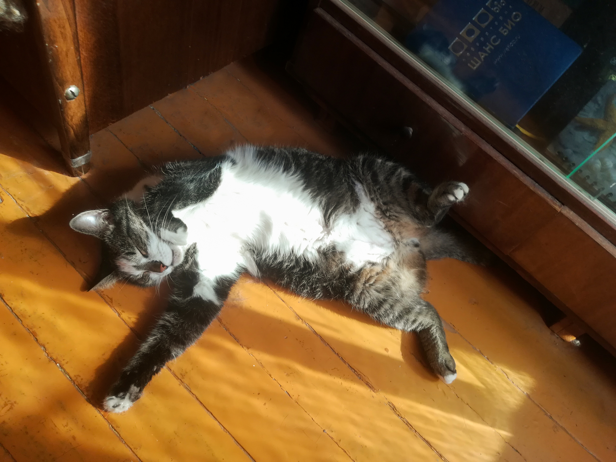 Baldezhnoe belly - My, cat, Milota, The photo, Pets, Longpost