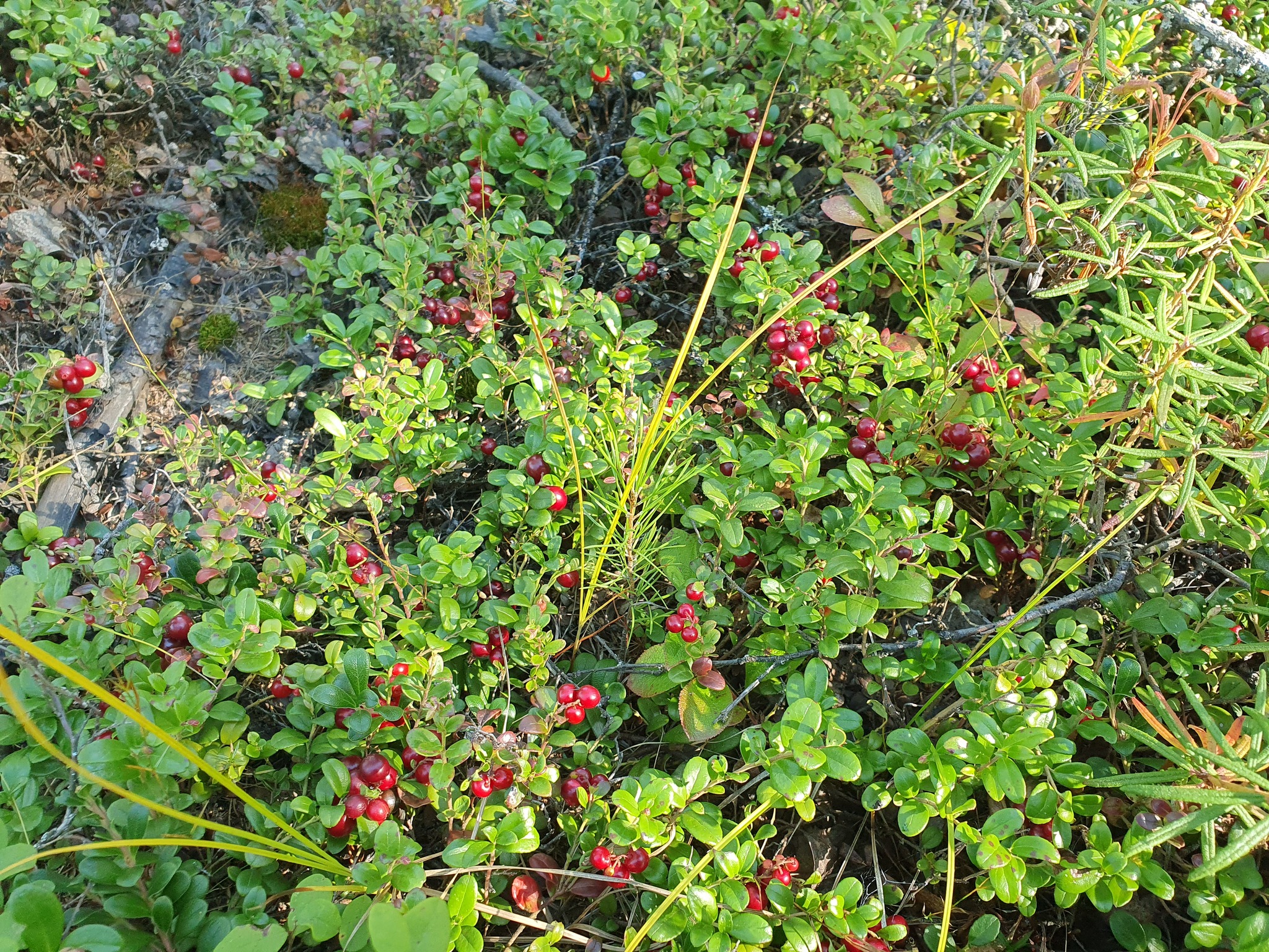 Forest vitamins in the colors of August - My, The nature of Russia, Yakutia, Berries, The photo, Longpost