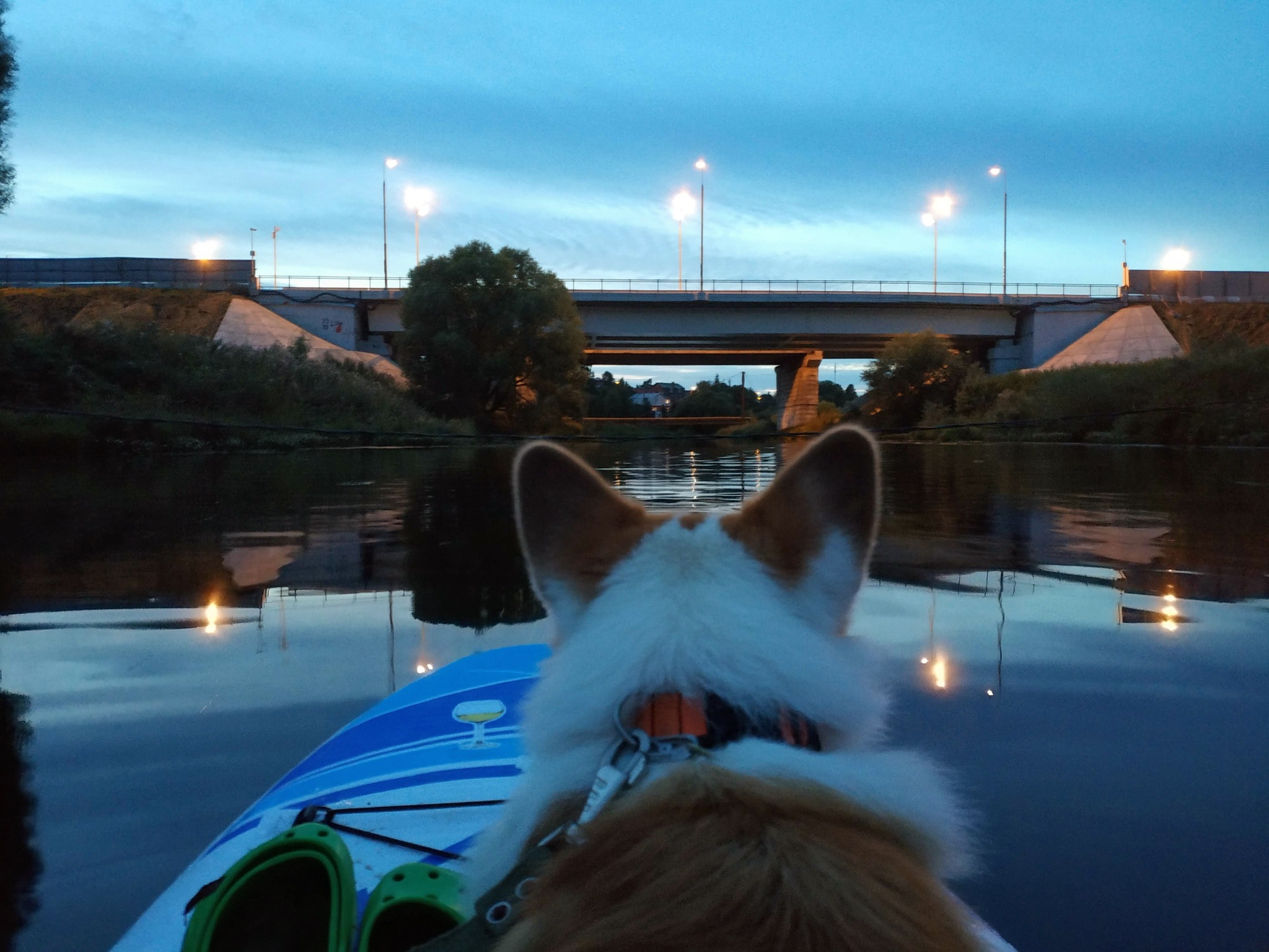 Sup corgi - My, Welsh corgi pembroke, Corgi, Paddleboard, Dog, The photo