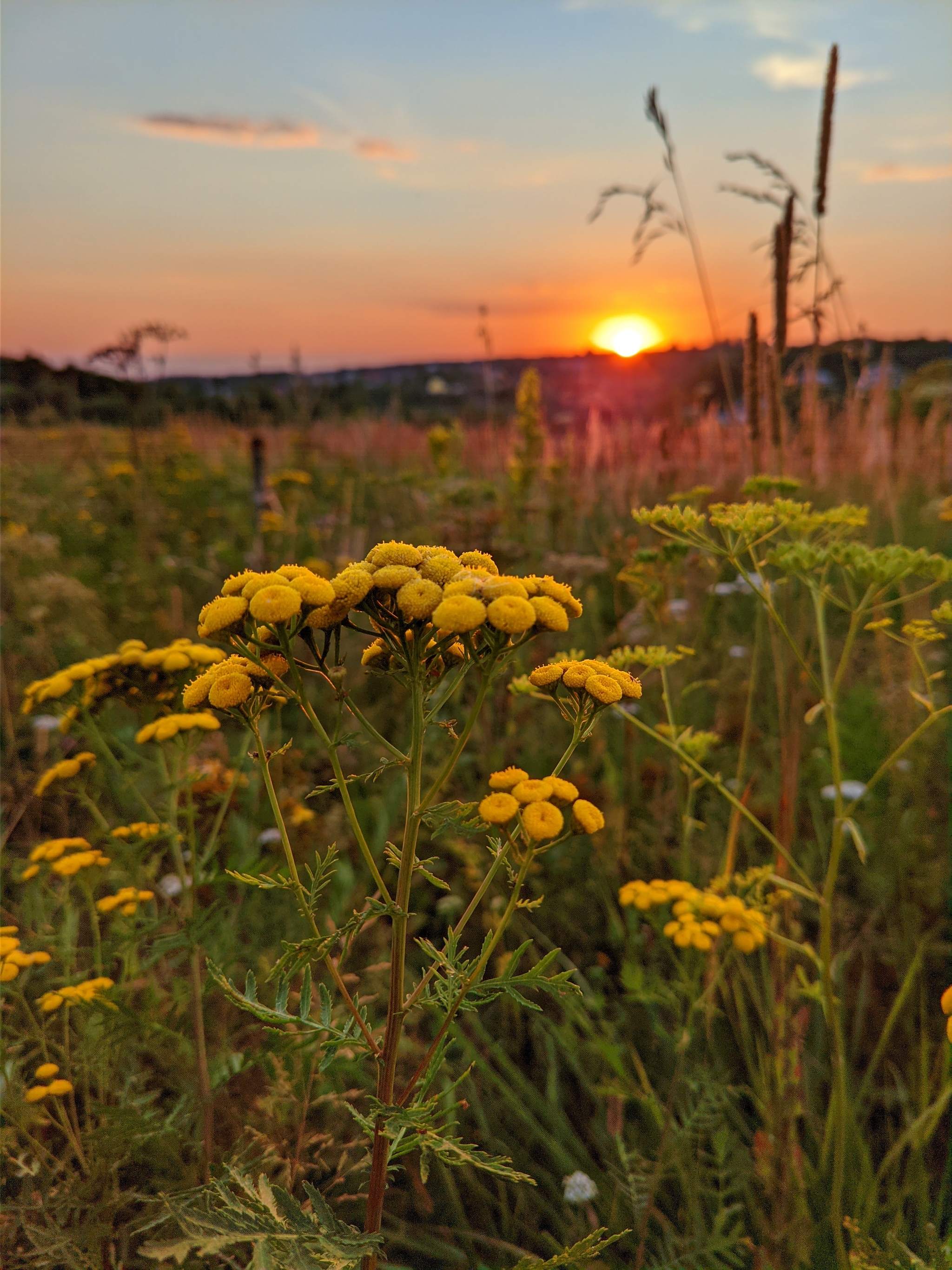 summer sunset - My, Sunset, The photo, Longpost, Nature