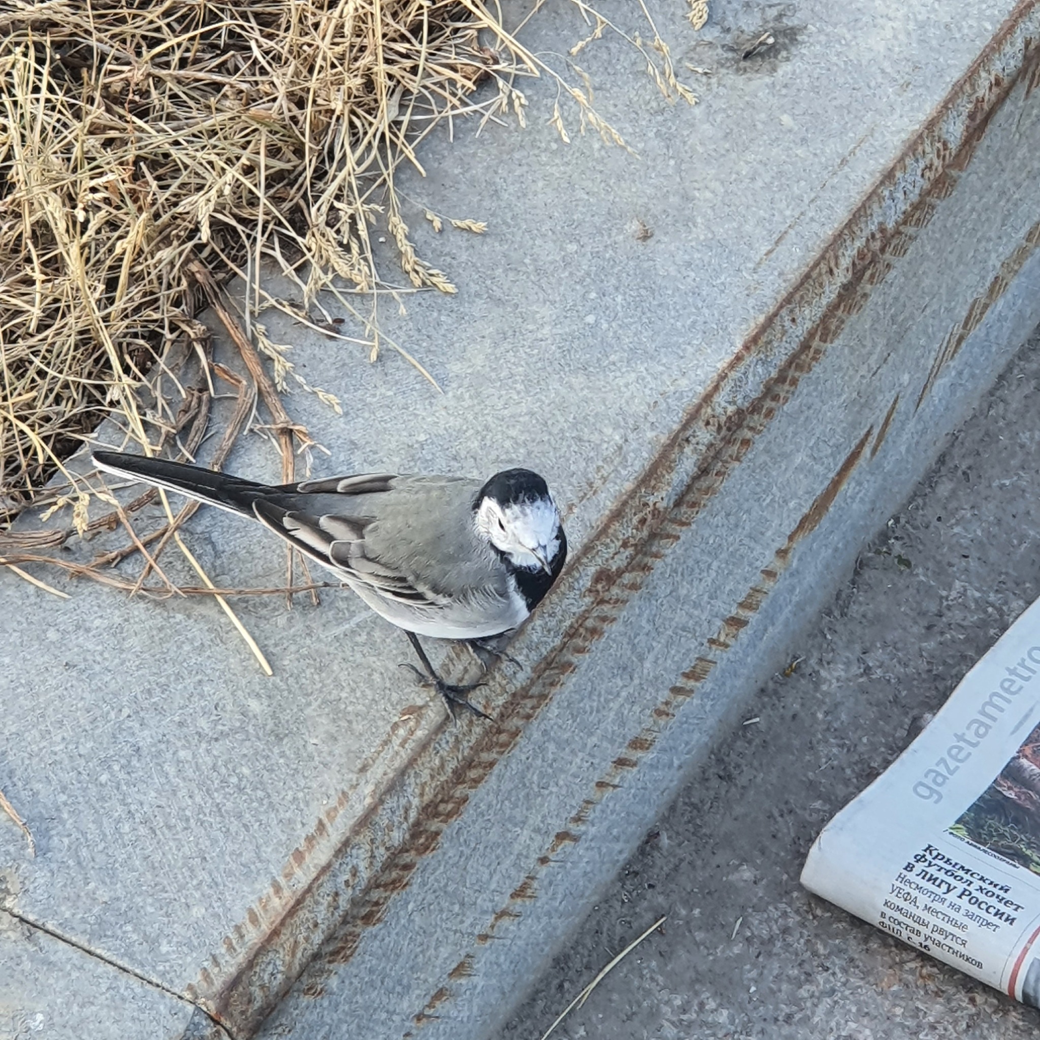 Reading bird! - Birds, Little Bird, Newspapers, Metro, Reading, Fun, Wagtail