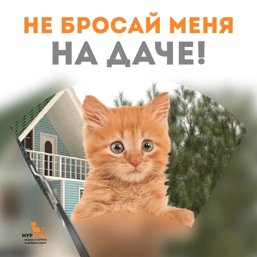 Don't leave them in the garden! - My, Murkosh shelter, Animal shelter, cat, In good hands, Help, Moscow, Longpost, No rating