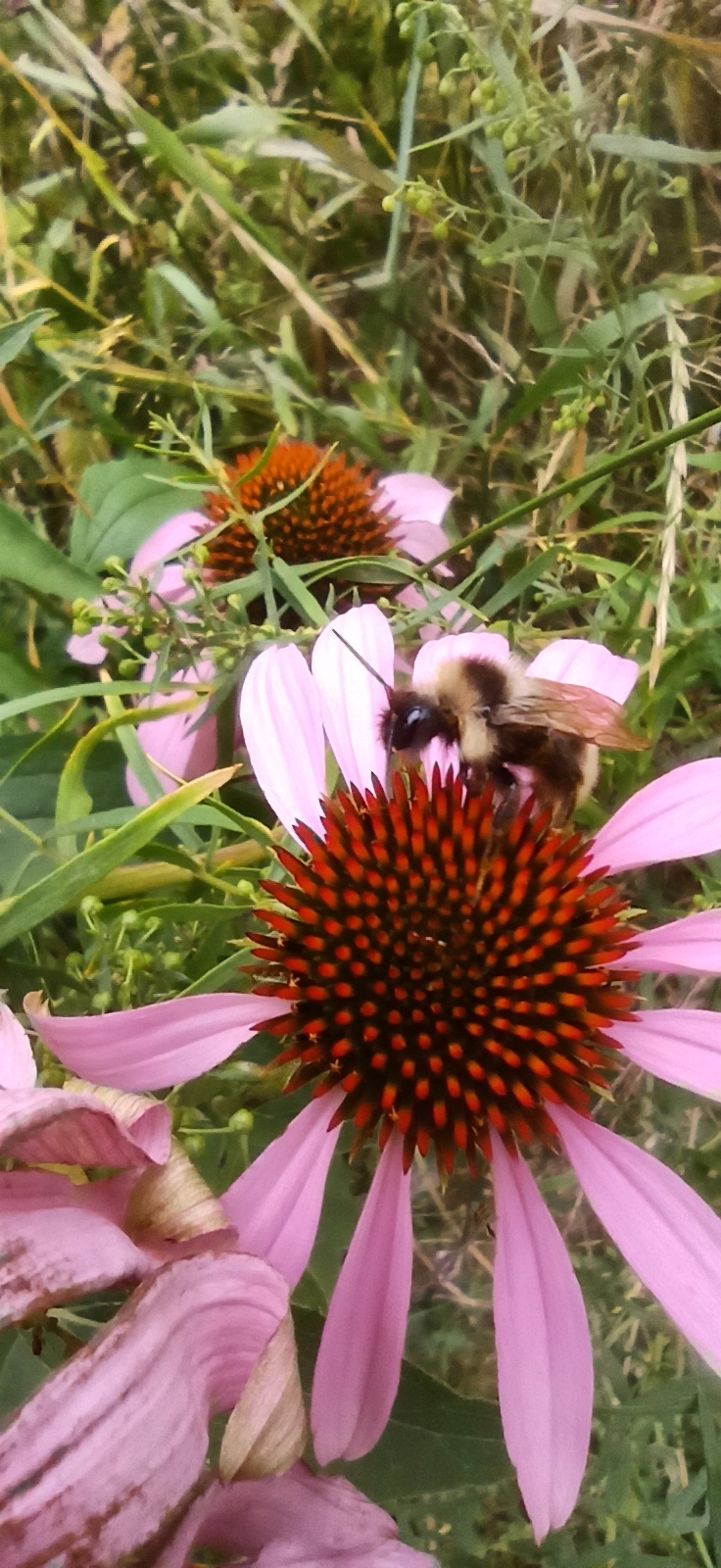 Leaf Cutter Bee, continued - My, Bees, the Rose, Forest, Blueberry, Video, Vertical video, Longpost