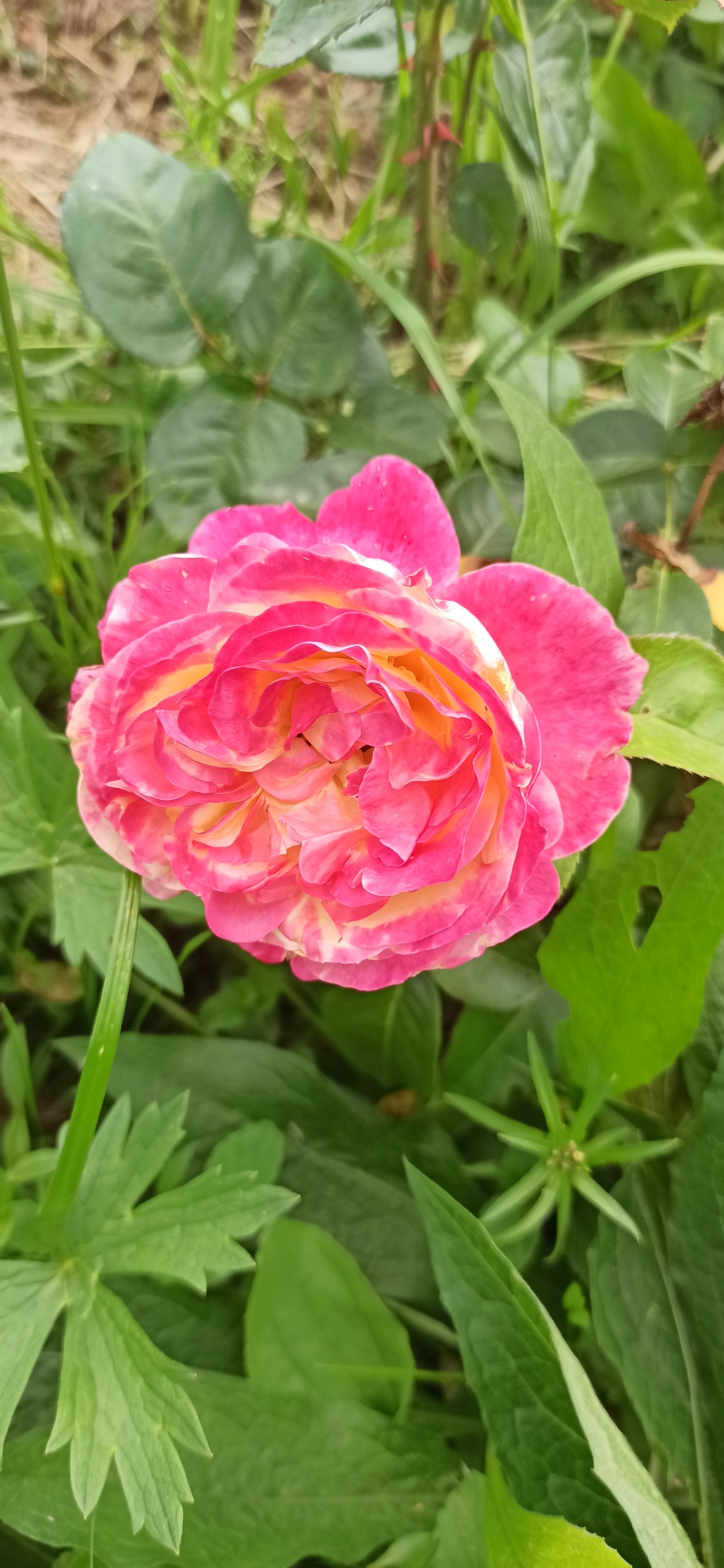 Leaf Cutter Bee, continued - My, Bees, the Rose, Forest, Blueberry, Video, Vertical video, Longpost