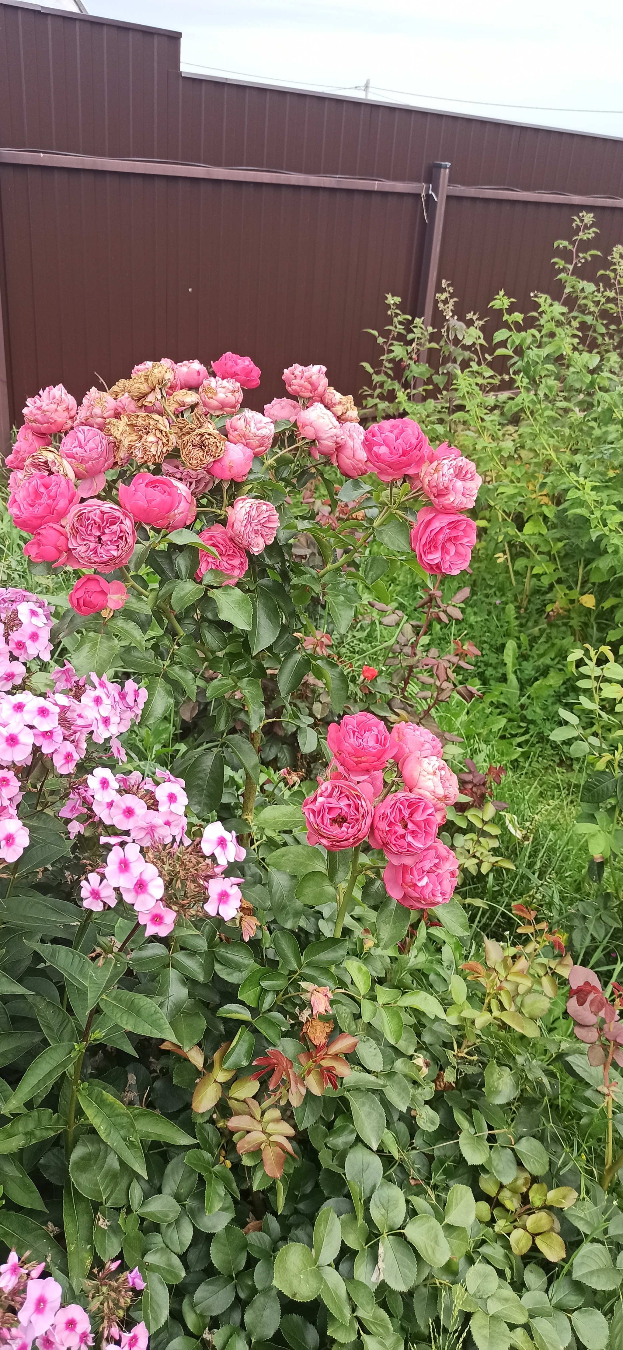 Leaf Cutter Bee, continued - My, Bees, the Rose, Forest, Blueberry, Video, Vertical video, Longpost