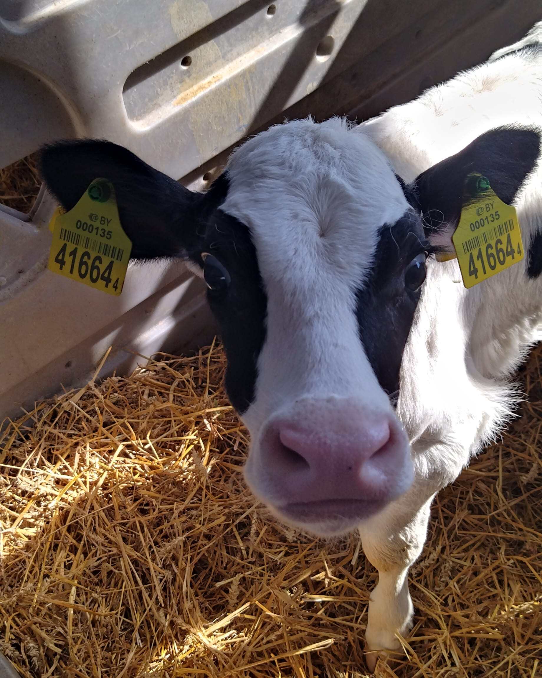 Oh, he counted you too! animal husbandry - Сельское хозяйство, Cow, Calf, Animal feed, Republic of Belarus, Longpost