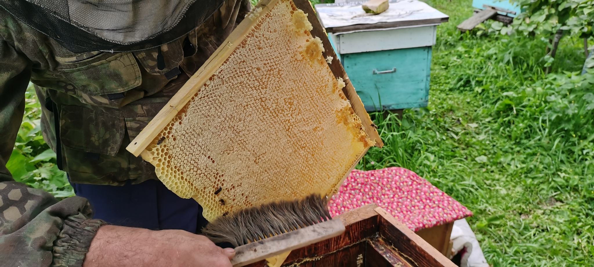 The bees said it's time for you boys to go out - My, Bees, Drones, Apiary, Honey, Beekeeping, Insects, Hive, Video, Youtube