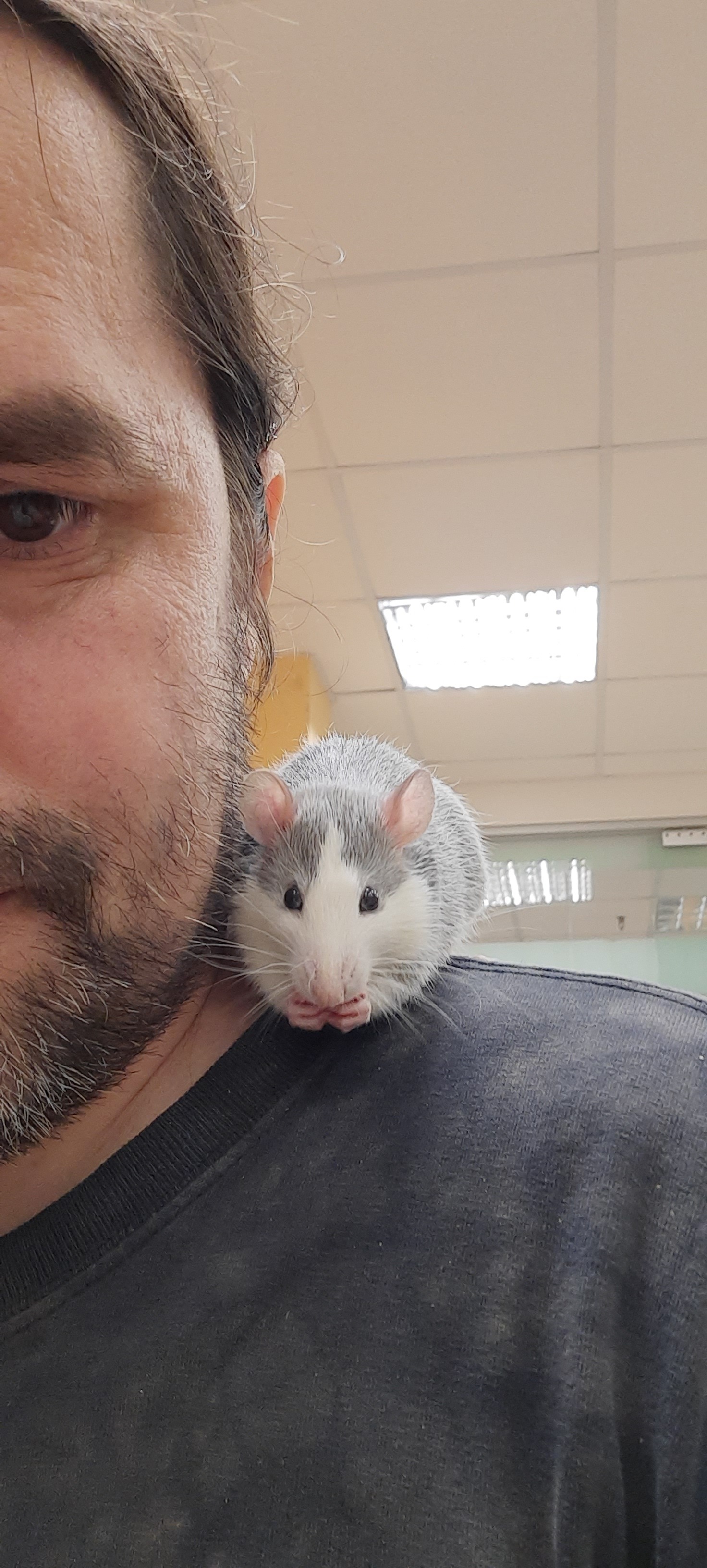 yummy - My, Rat, Decorative rats, Behaviourism, Pets, Pet Shop, Longpost, Heat