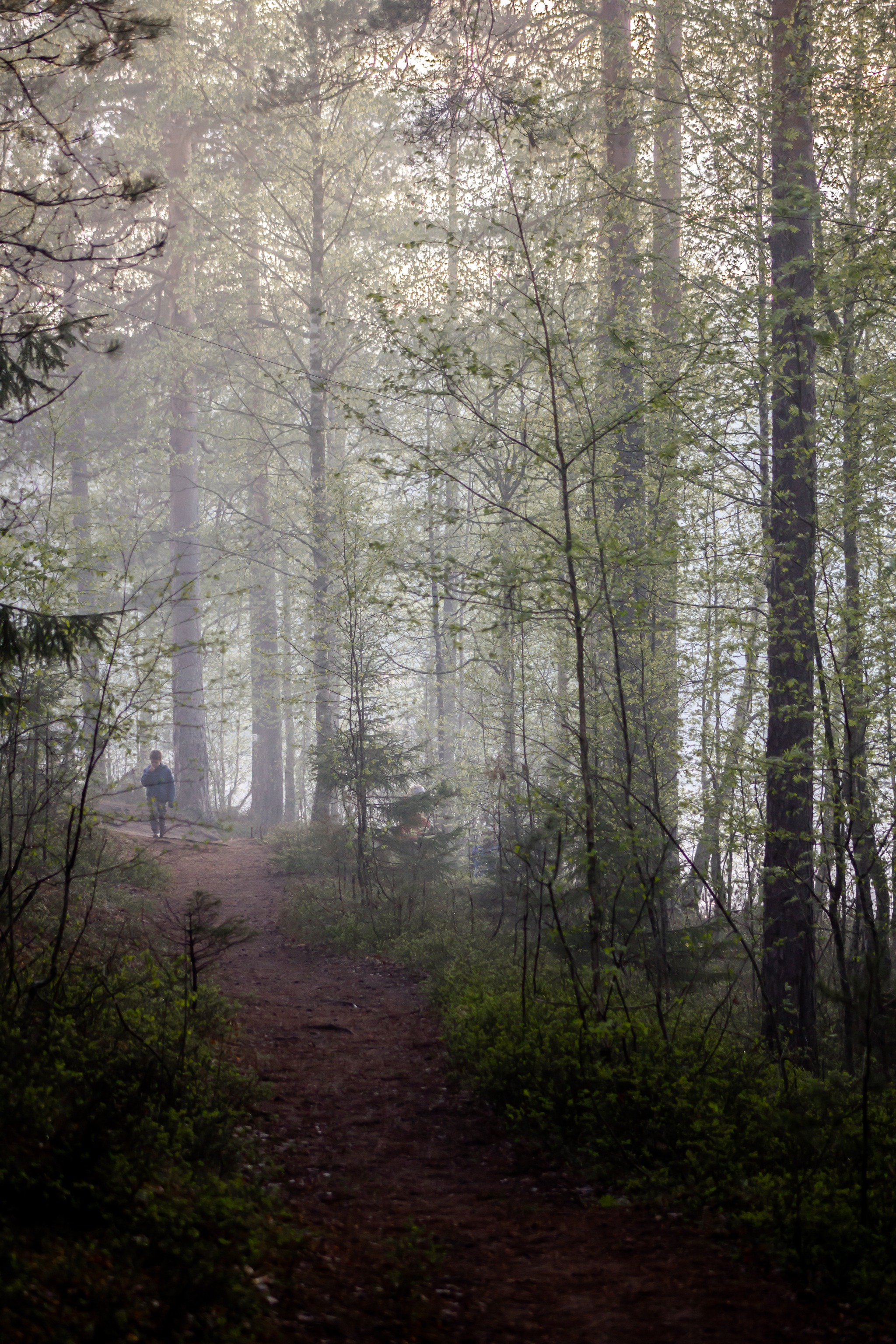 There on unknown paths - My, Forest, Road, Fog, The photo, The unknown, Longpost