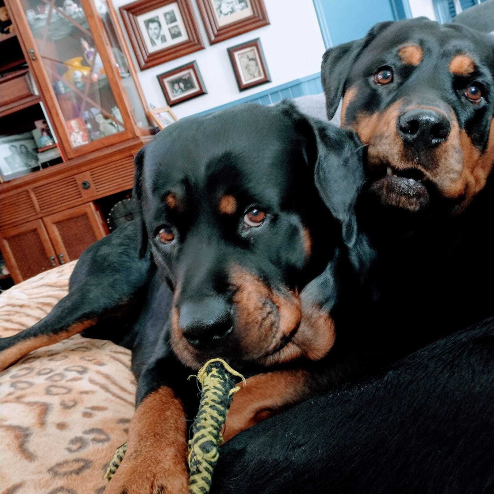 Continuation of the post Tender Rottweiler Fedor - Dog, cat, Pets, Rottweiler, Black cat, Longpost, Reply to post