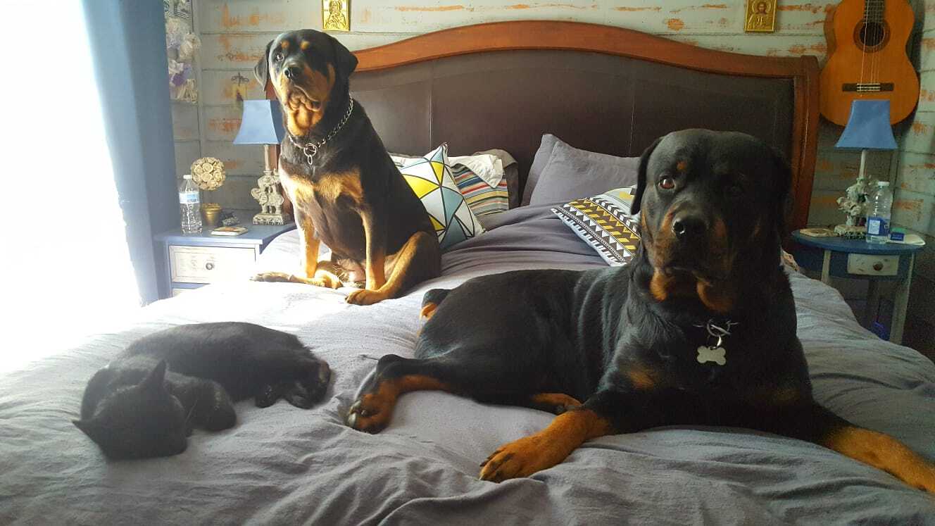 Continuation of the post Tender Rottweiler Fedor - Dog, cat, Pets, Rottweiler, Black cat, Longpost, Reply to post