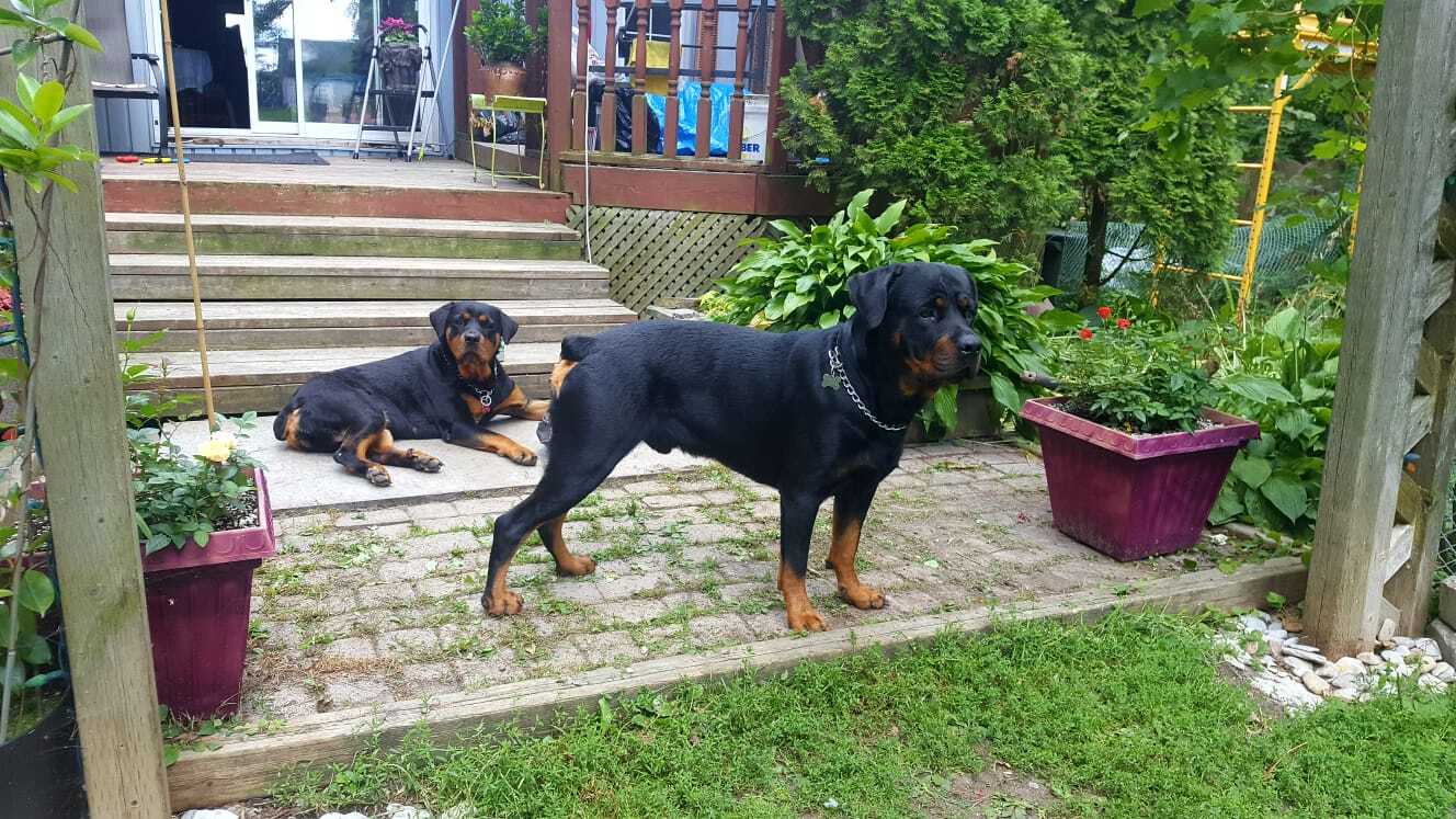 Continuation of the post Tender Rottweiler Fedor - Dog, cat, Pets, Rottweiler, Black cat, Longpost, Reply to post