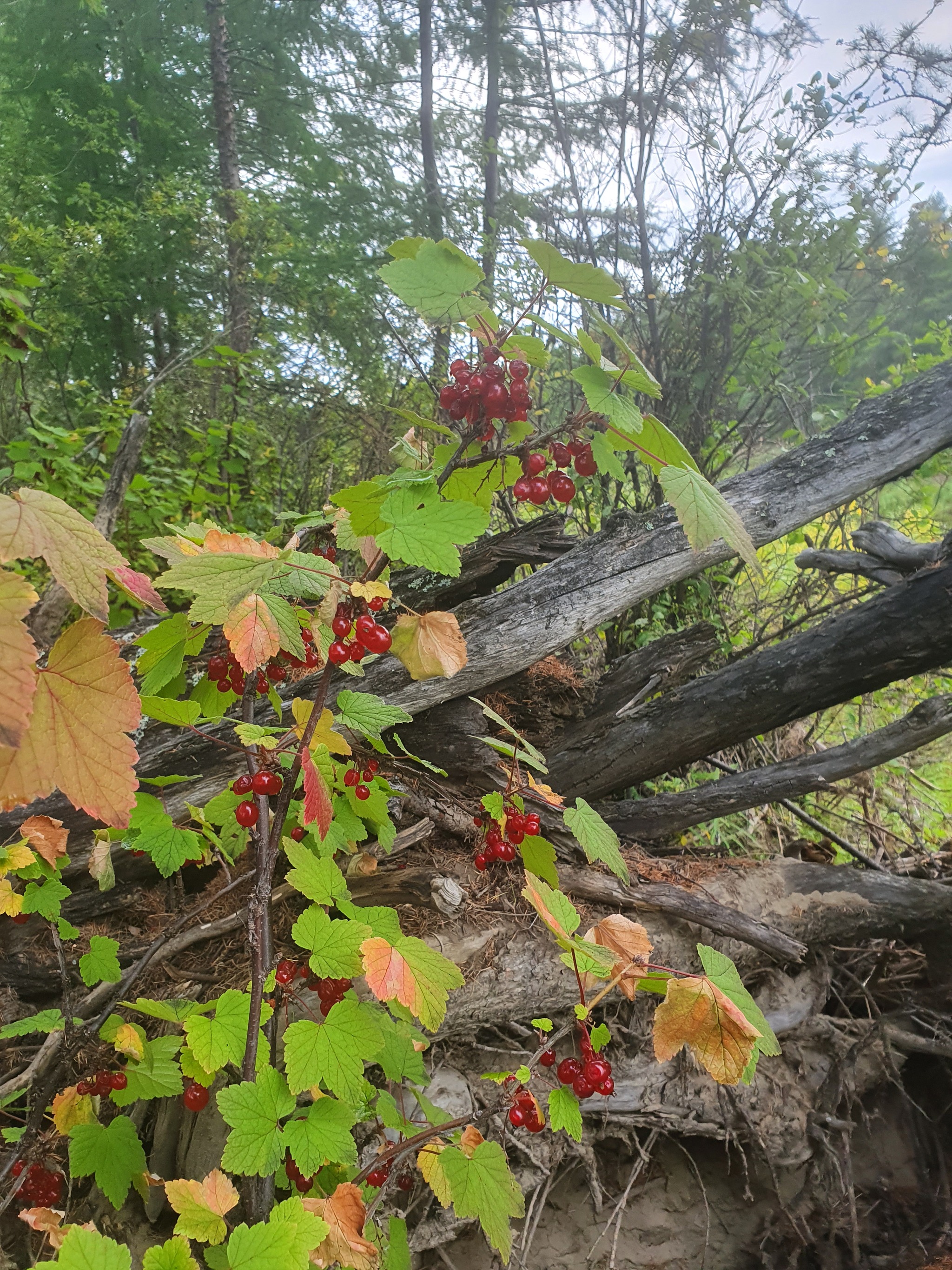 Forest vitamins in the colors of August - My, The nature of Russia, Yakutia, Berries, The photo, Longpost