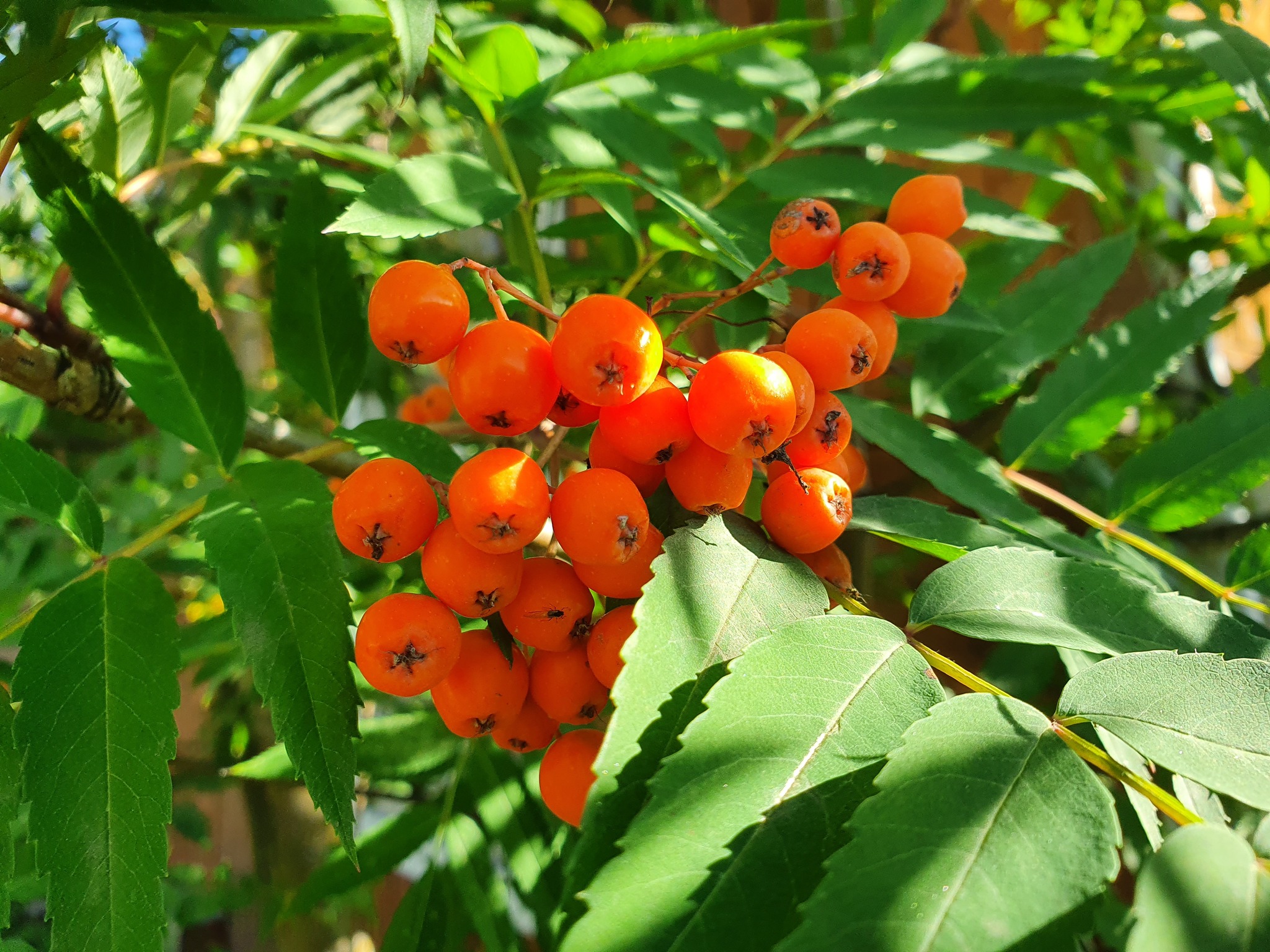 Forest vitamins in the colors of August - My, The nature of Russia, Yakutia, Berries, The photo, Longpost