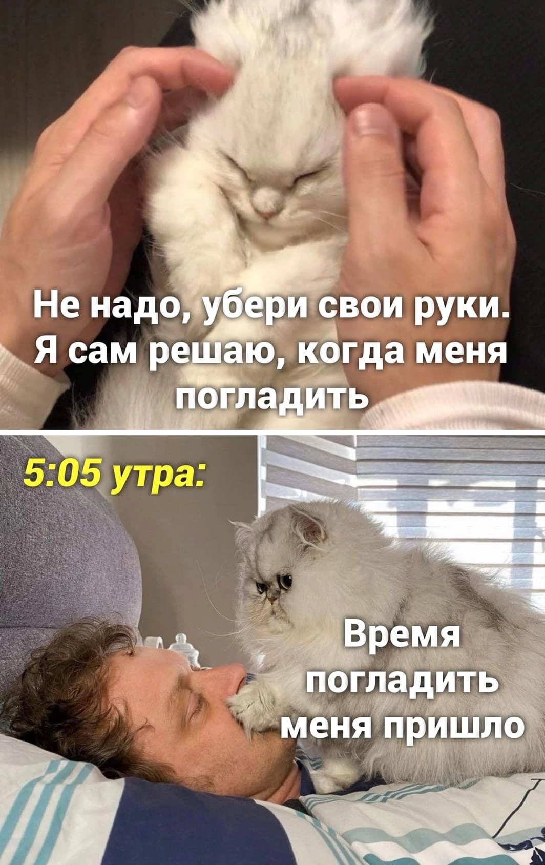 The hour has struck - Humor, Picture with text, cat, Stroking, Morning, The time has come