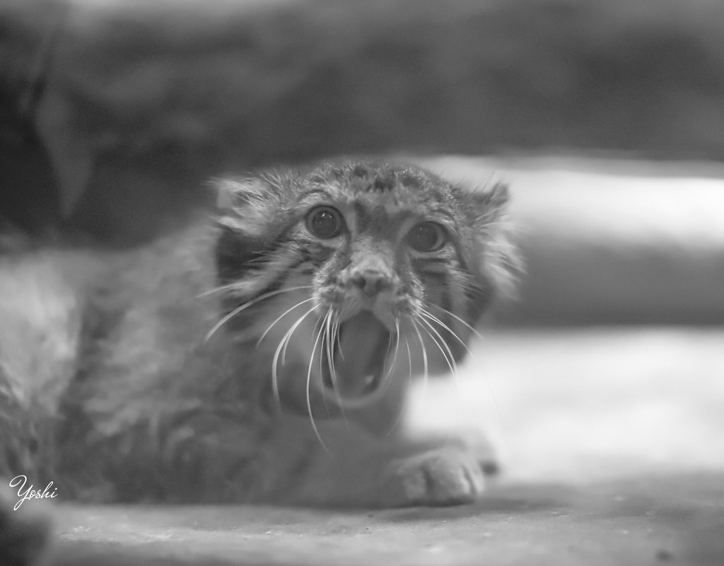 5000 manuls stroked? - Pallas' cat, Pet the cat, Cat family, Small cats