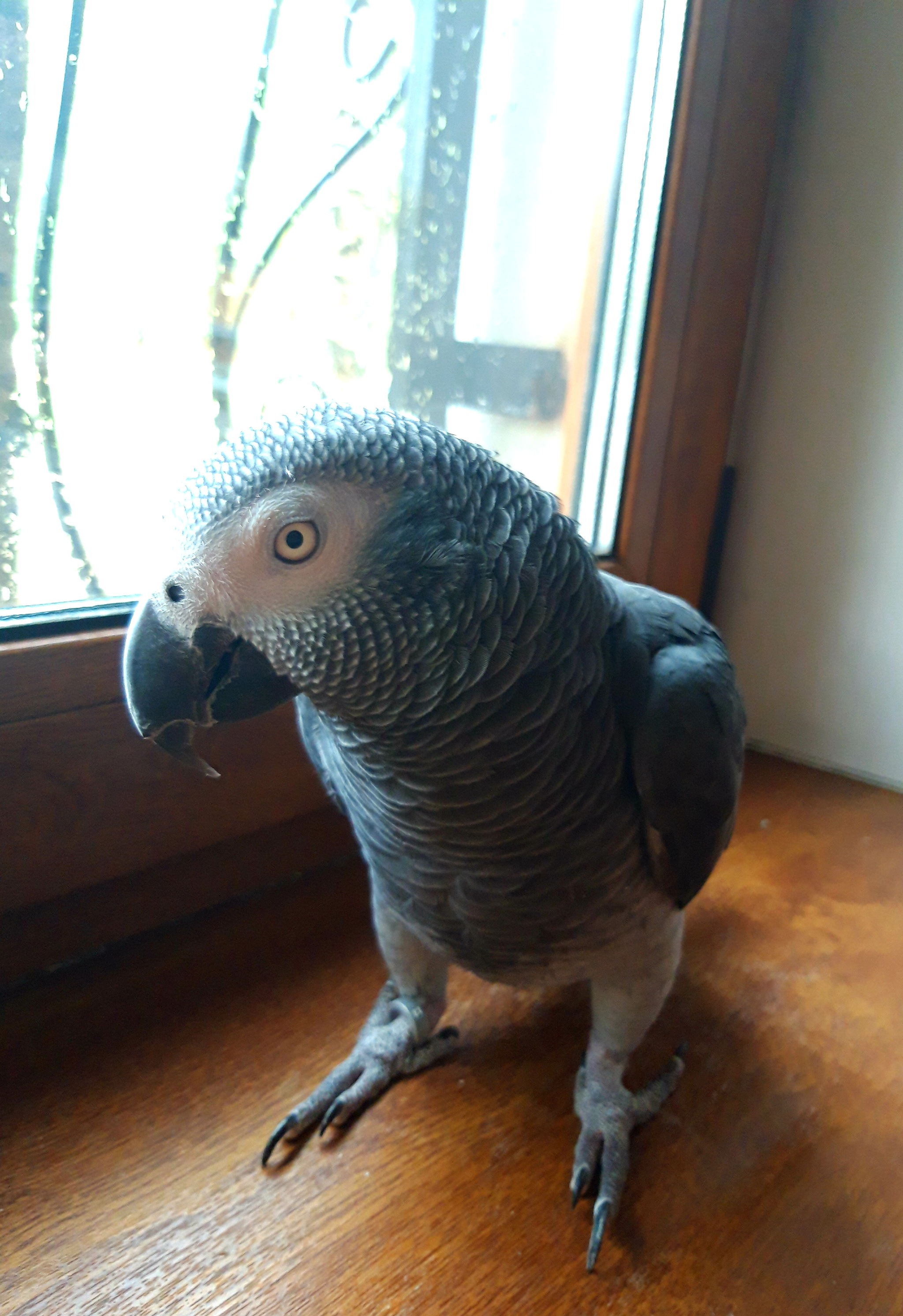 First anniversary - My, A parrot, Pets, Jaco, The photo, Birds, Longpost