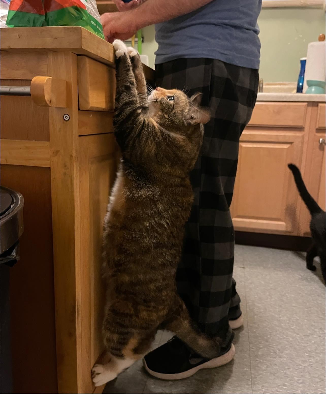 Curiosity - cat, Kitchen, The photo, Pets