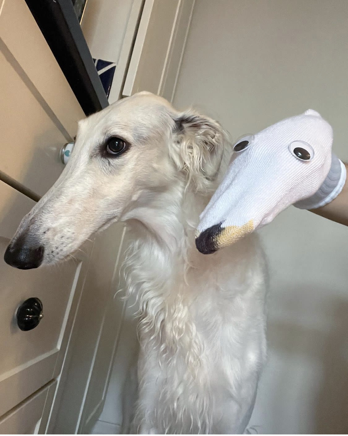 The same - Dog, Socks, Greyhound