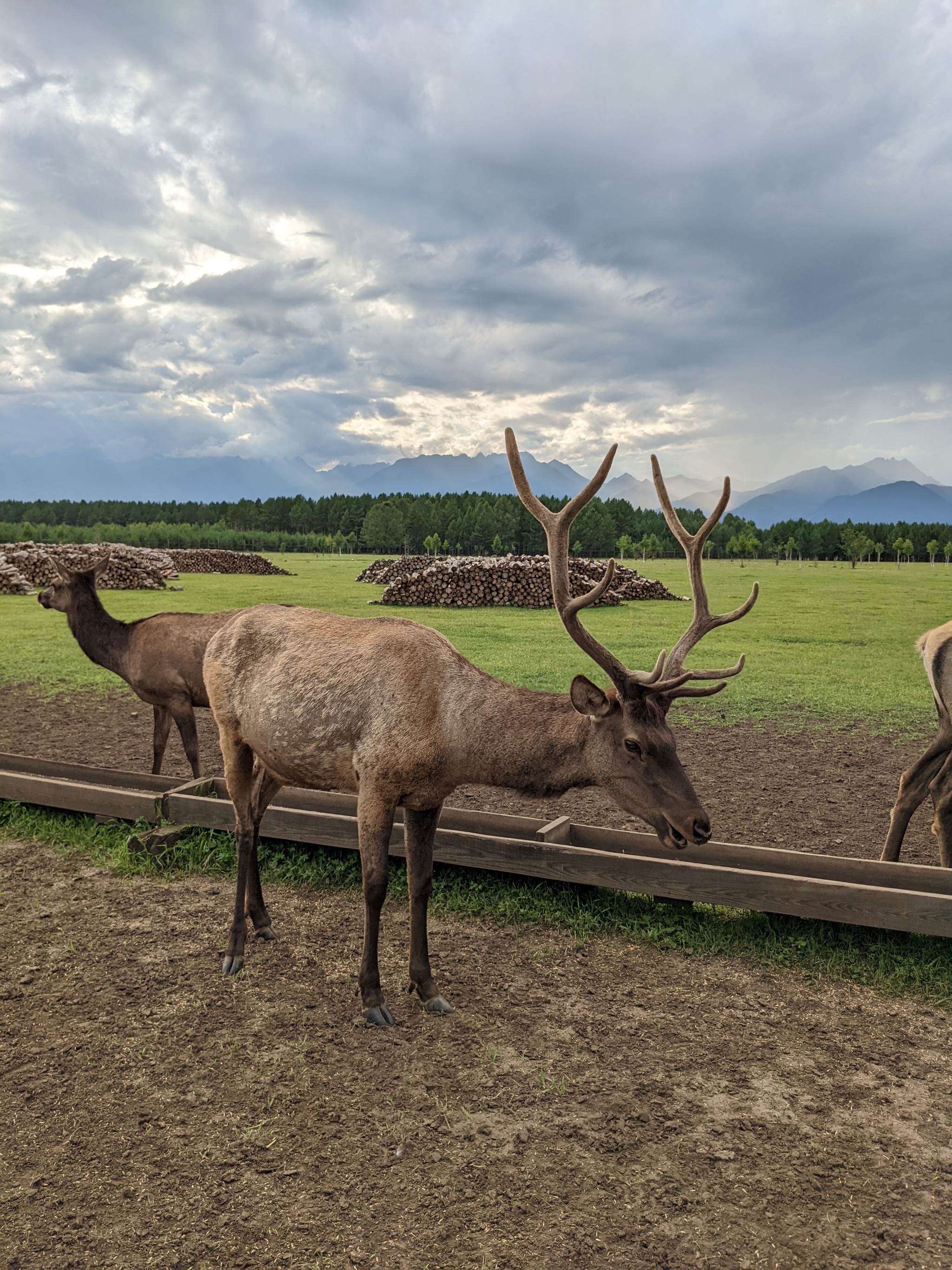 maral farm - My, Maral, Deer, Mobile photography, Animals, Arshan, Buryatia, Travel across Russia, Siberia, Longpost, Farm