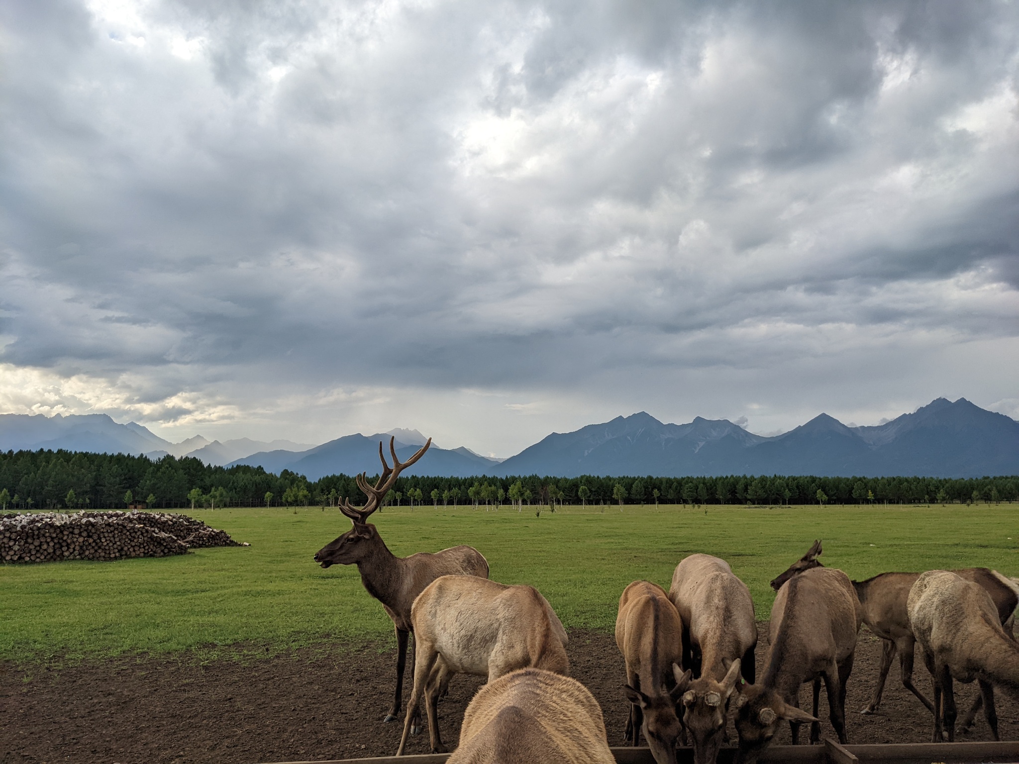 maral farm - My, Maral, Deer, Mobile photography, Animals, Arshan, Buryatia, Travel across Russia, Siberia, Longpost, Farm