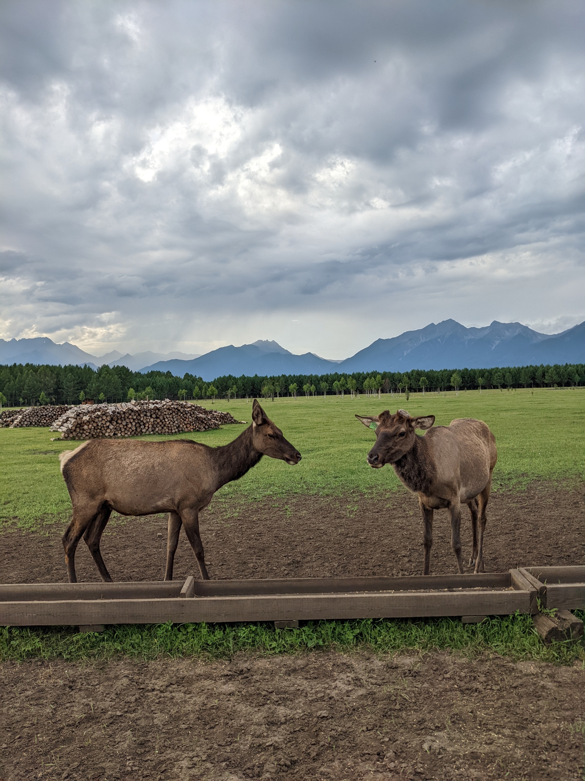 maral farm - My, Maral, Deer, Mobile photography, Animals, Arshan, Buryatia, Travel across Russia, Siberia, Longpost, Farm