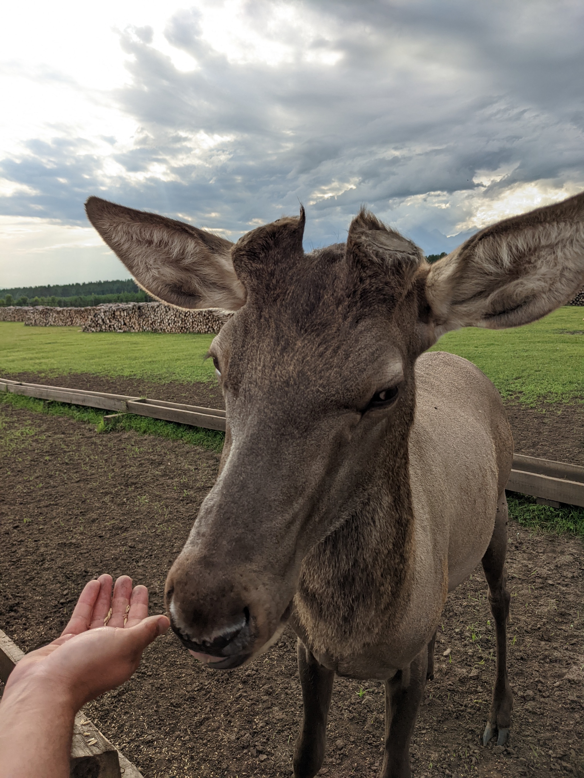 maral farm - My, Maral, Deer, Mobile photography, Animals, Arshan, Buryatia, Travel across Russia, Siberia, Longpost, Farm