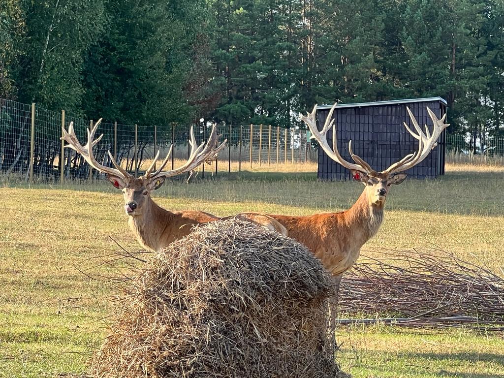 red deer - Deer, Red deer, Horns