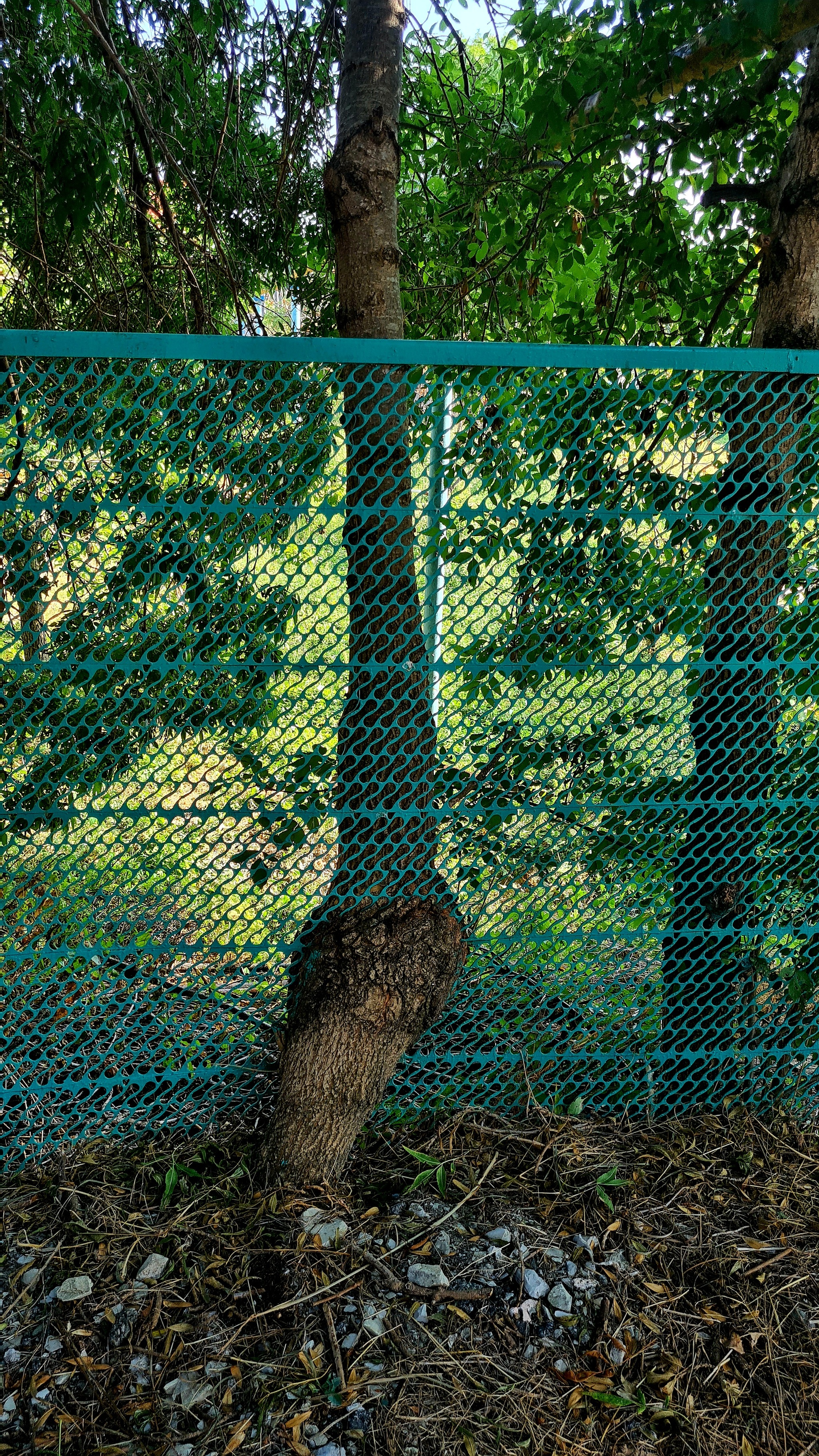 Stuck in textures - My, Tree, Mobile photography, Krasnodar, Fence, Longpost