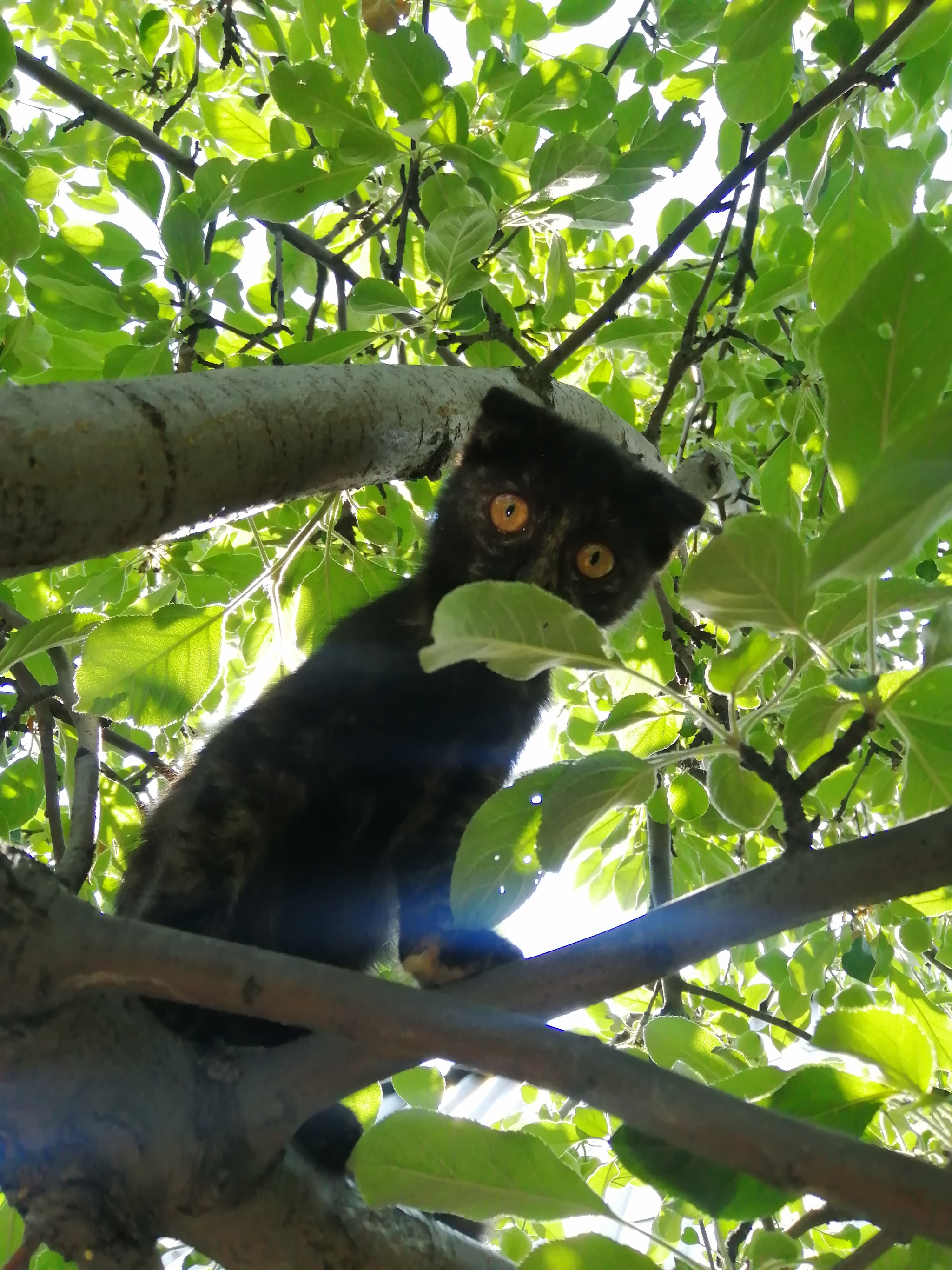 Misha, who is an owl) - My, cat, Mobile photography, Pets, Longpost, Kittens