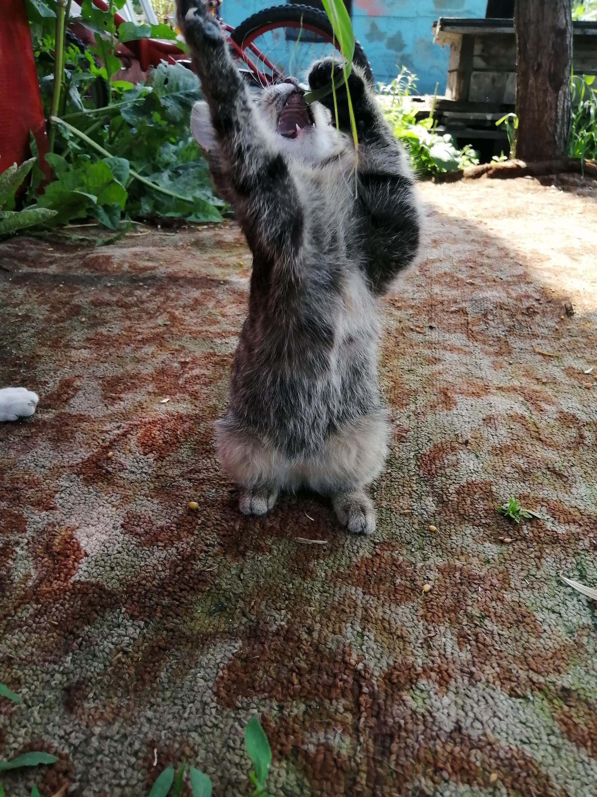 Misha, who is an owl) - My, cat, Mobile photography, Pets, Longpost, Kittens