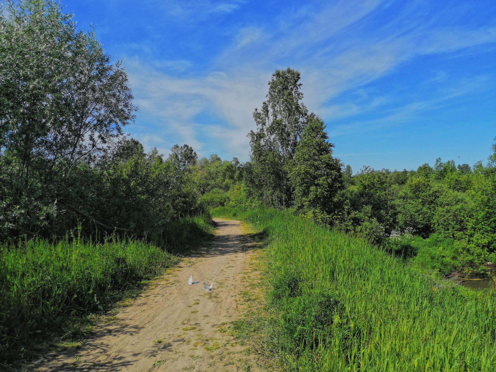 Melnikovo, Shegarsky district (Chemistry) - My, Chemistry, Nature, Bridge, Summer, beauty of nature, Mobile photography, Photographer, Longpost, pros