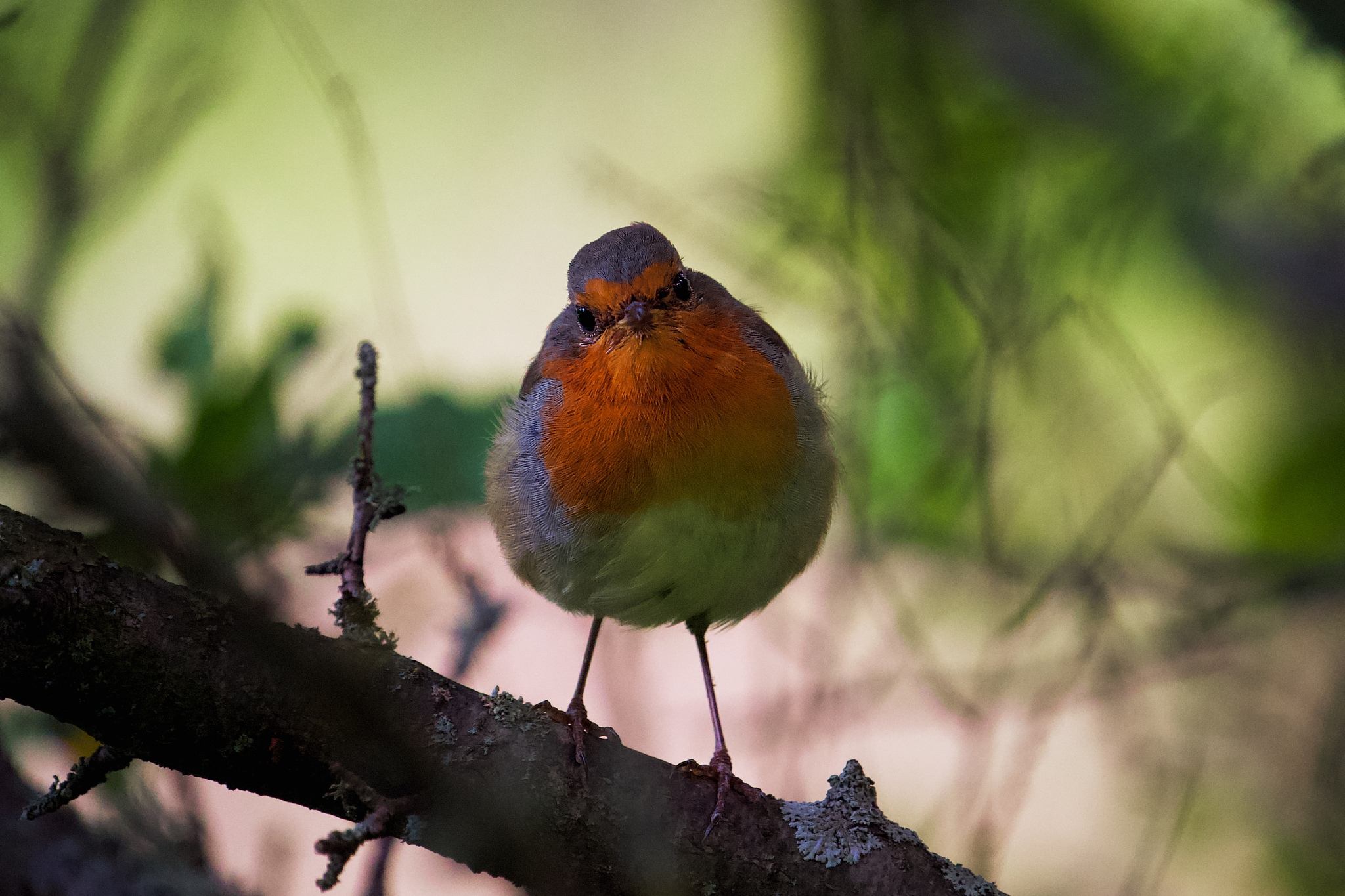 Robin - My, The photo, beauty of nature, Nature, Birds, Ornithology, Voronezh region, Photo hunting, Hobby, The nature of Russia