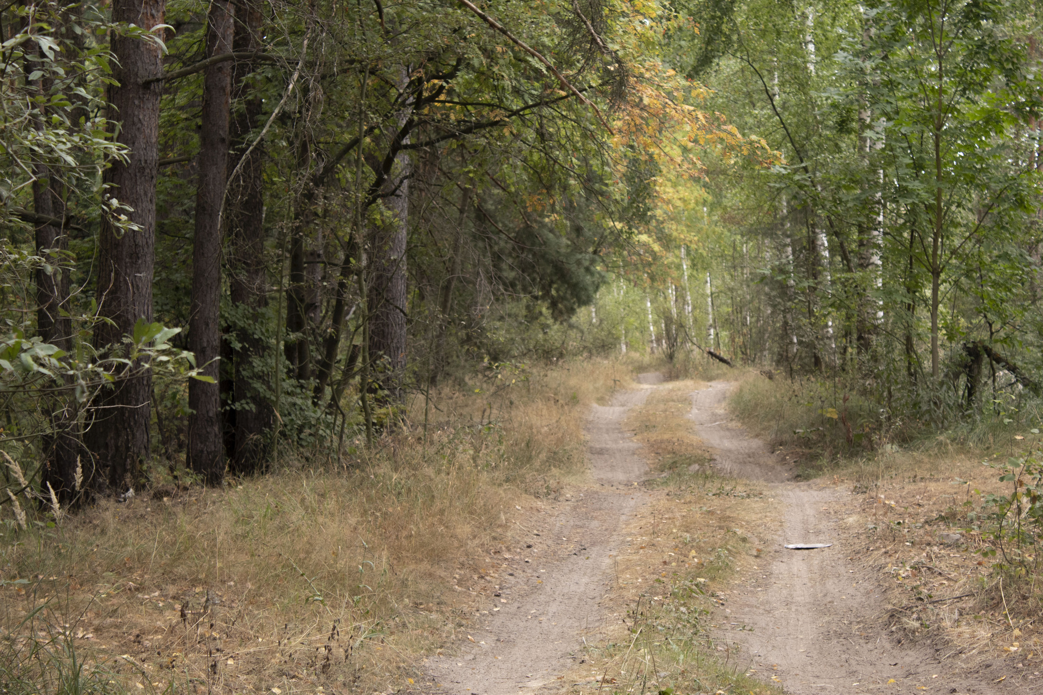 The nature of the middle lane at the end of summer - My, Nature, August, The photo, Beginning photographer, Longpost