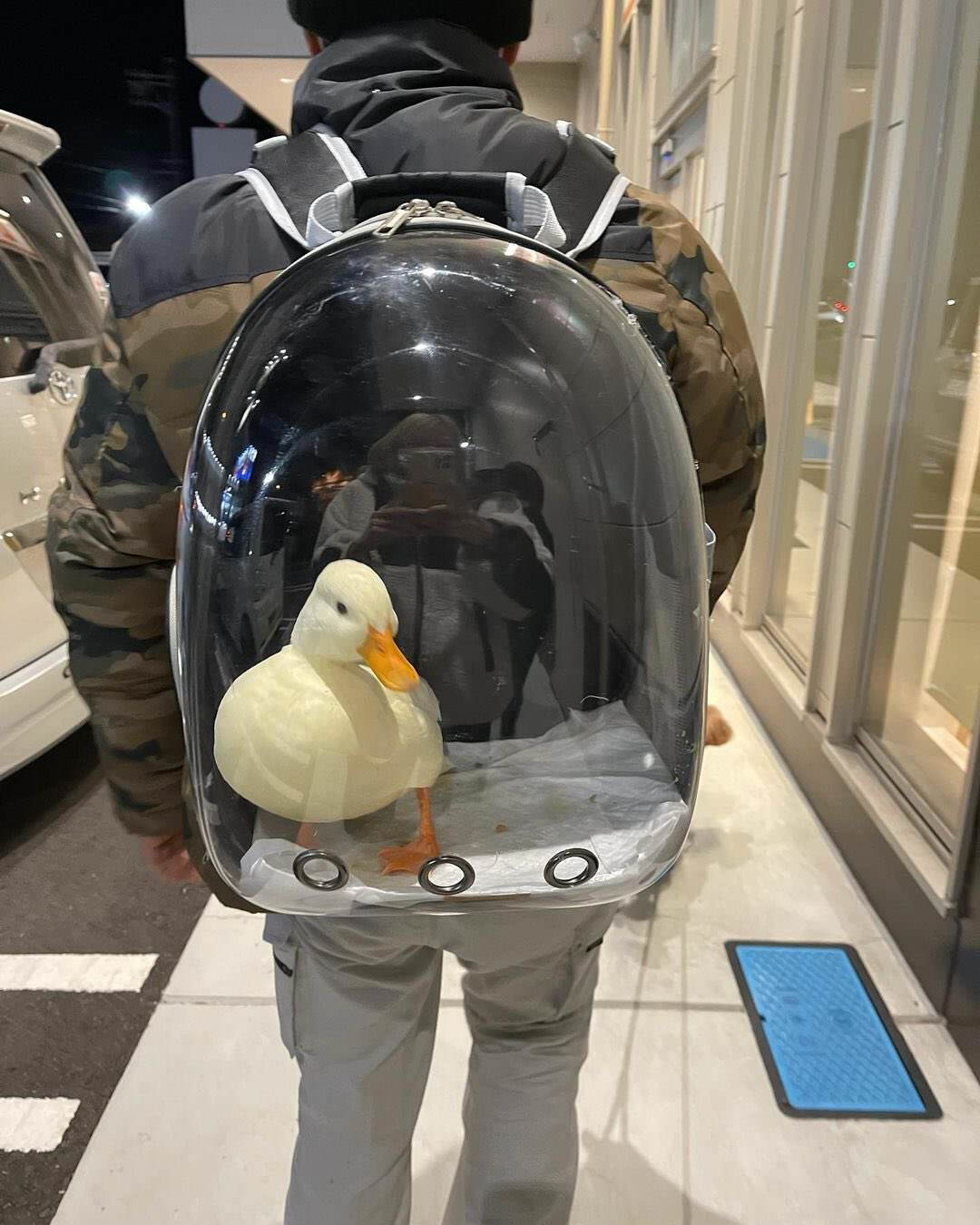 death stranding start - Humor, Backpack, Duck