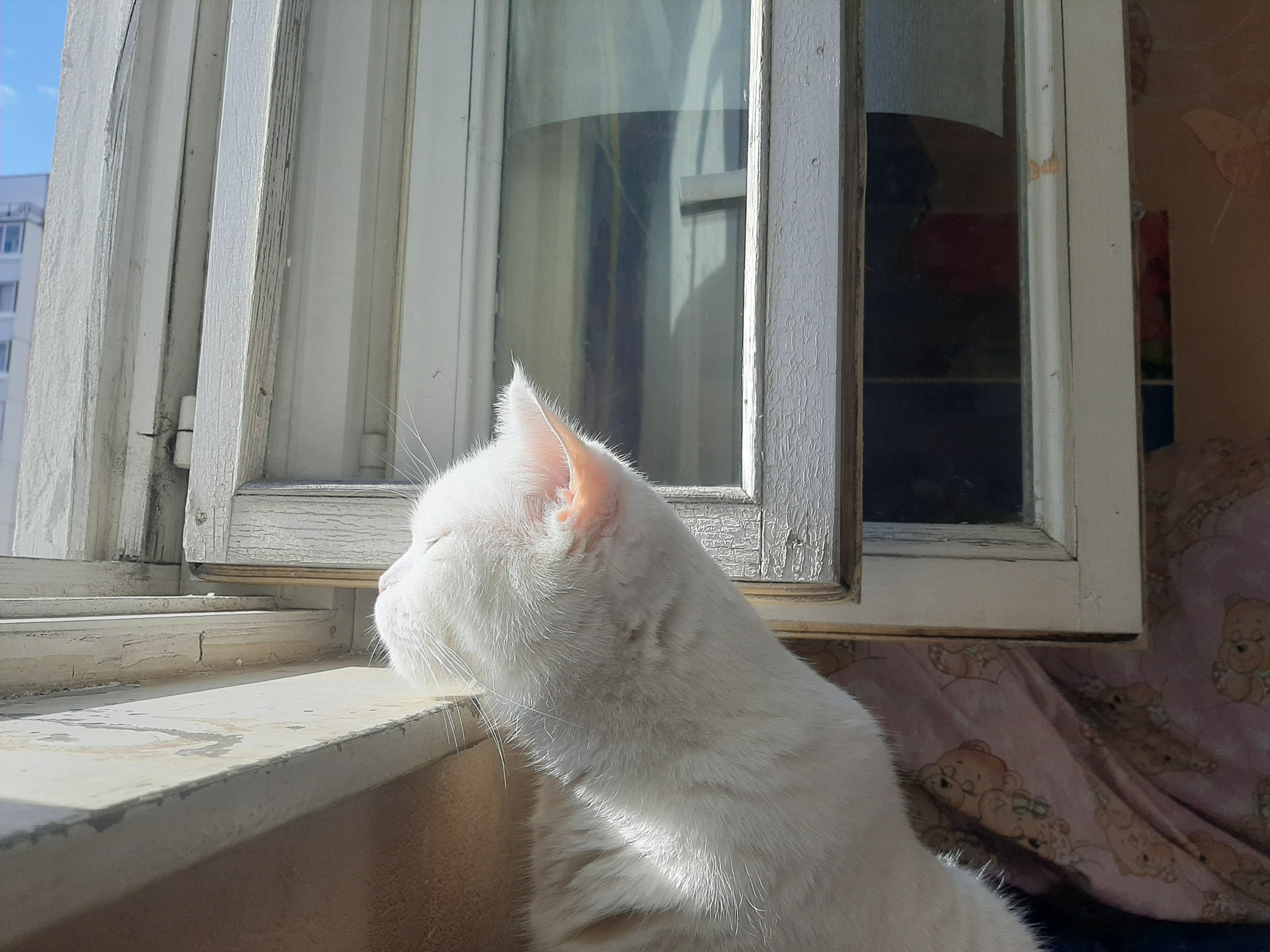 Cat - My, cat, Window, The sun, Milota, The photo