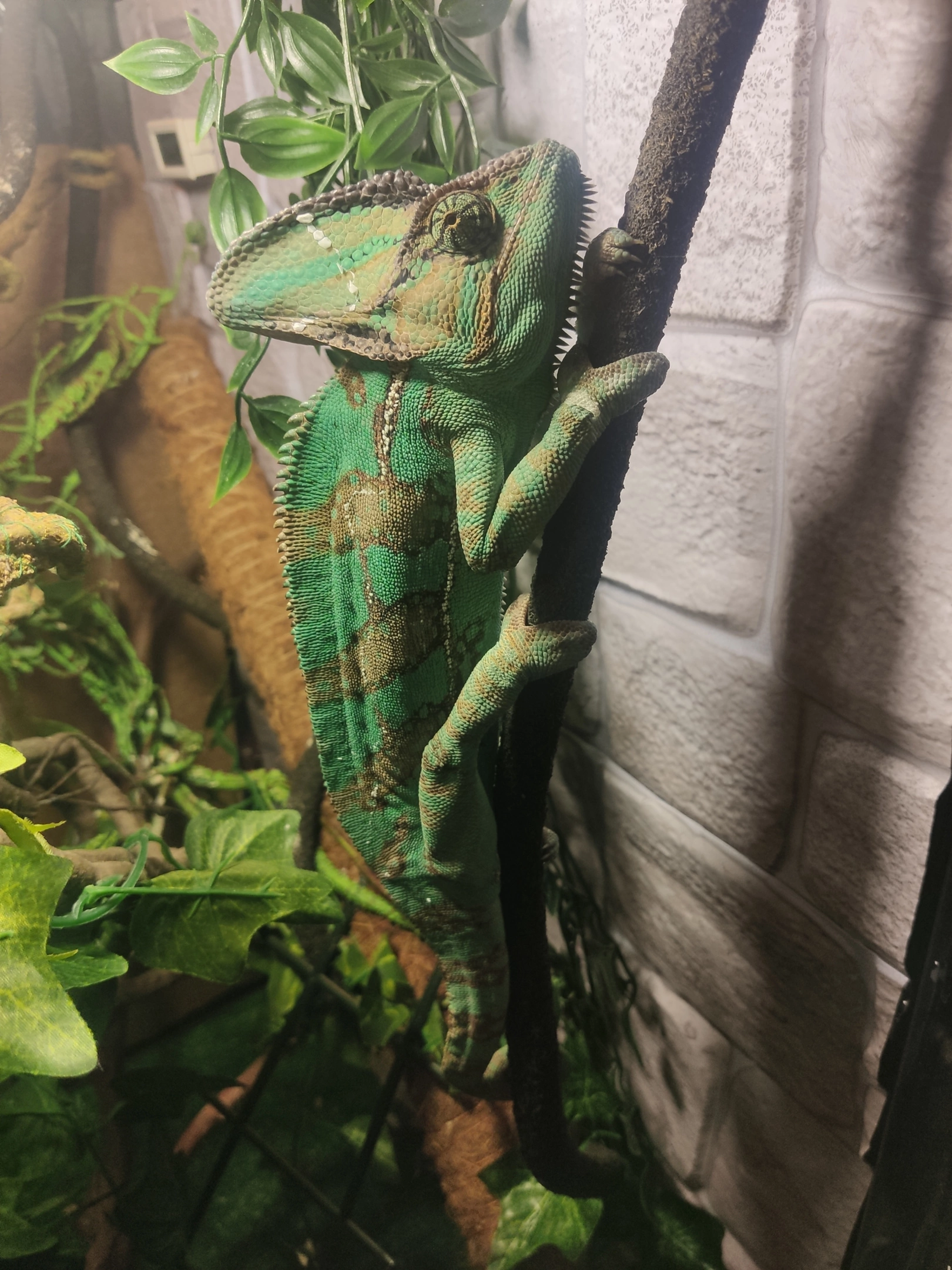 He is a chameleon! And his name is Jamon! - My, Pets, Reptiles at home, Video, Soundless, Longpost, Vertical video